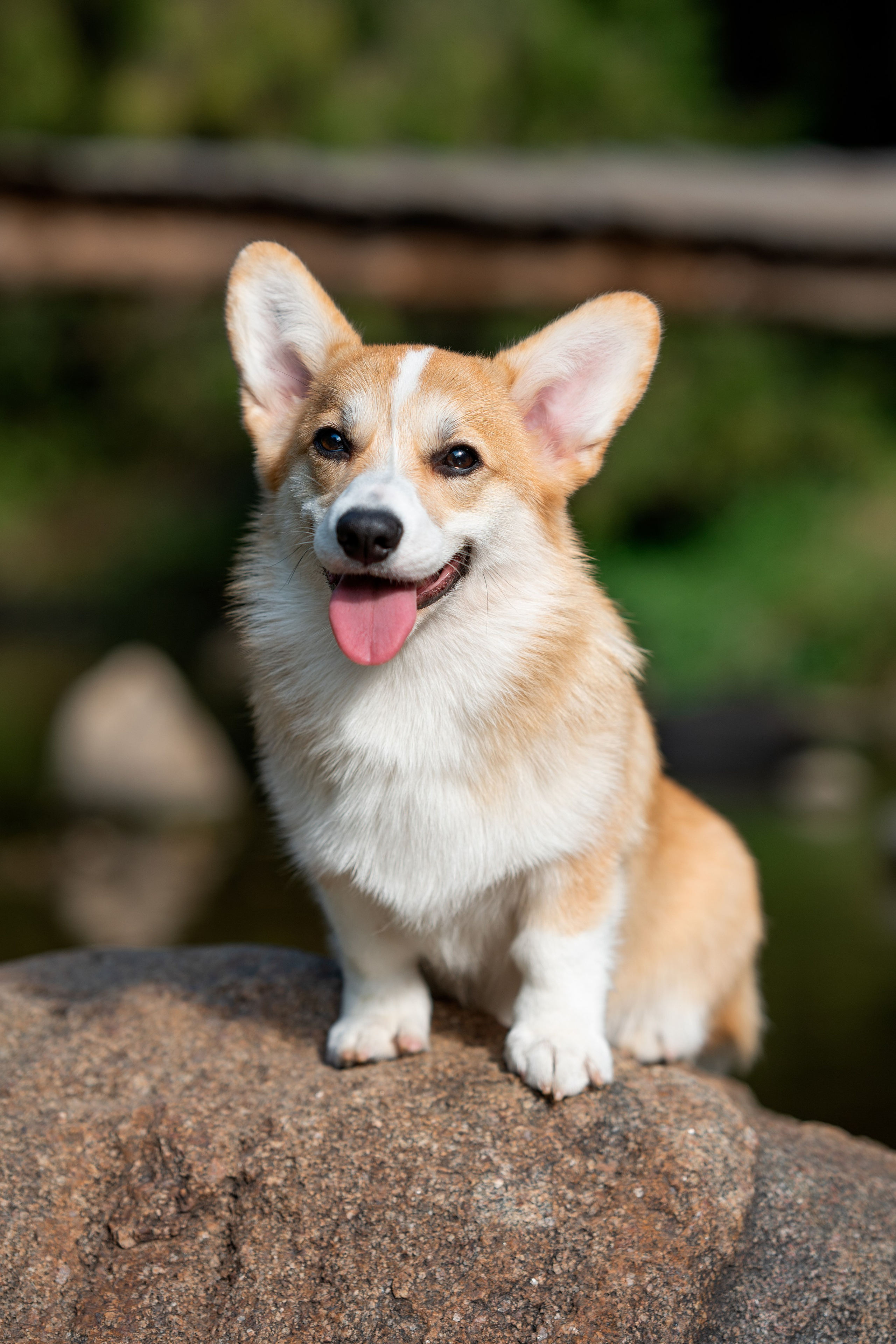 Заводчик Ольга Кушкина. Творческий фотограф Вологда