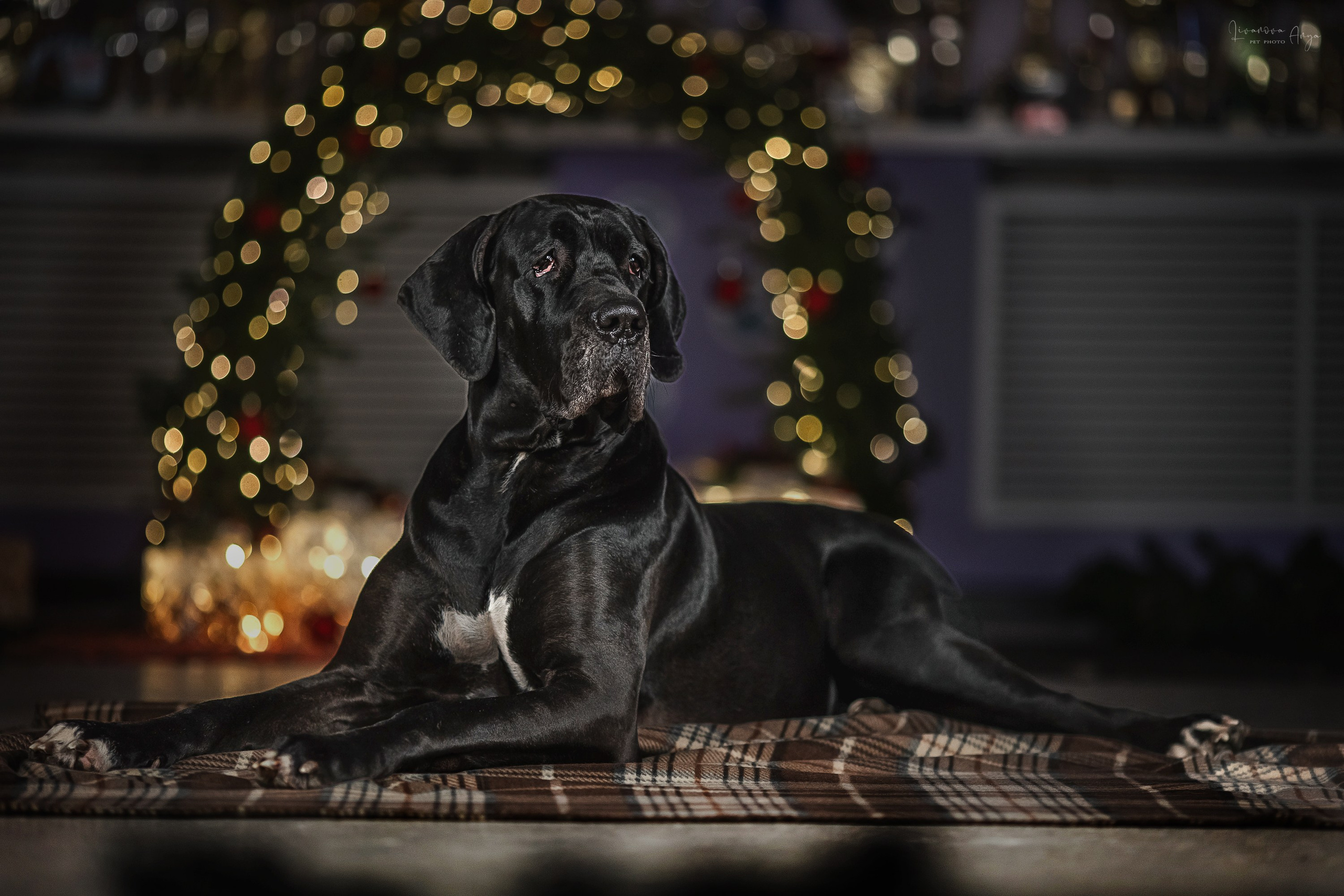 Фотодень_2 2025. Фотограф анималист Аня Ливанова | Рыбинск