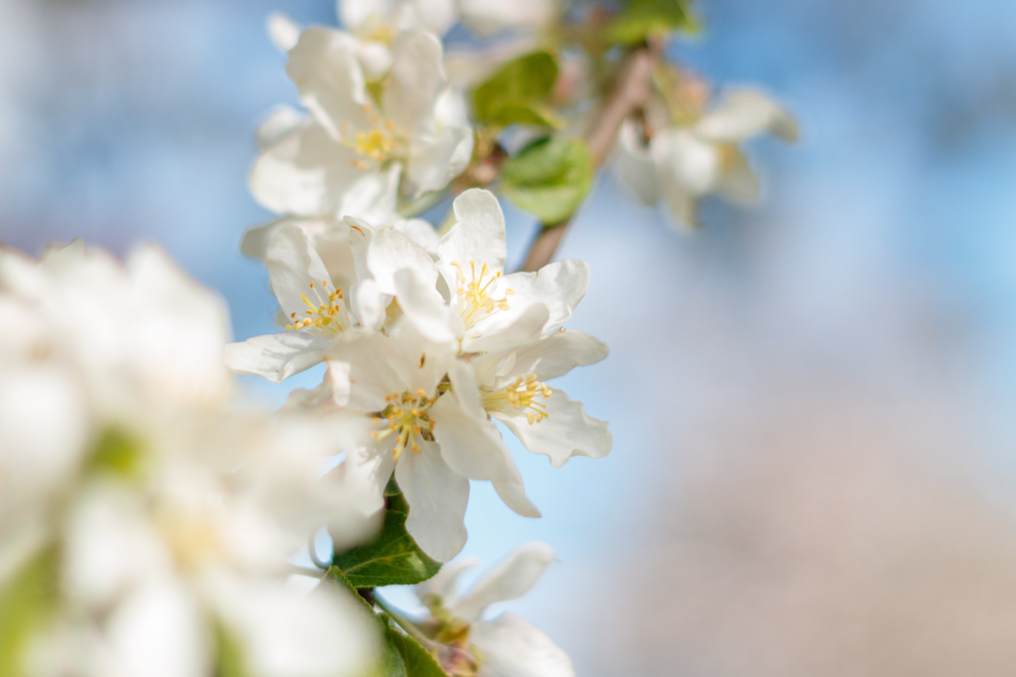 Портрет природы. Снимки сделанные внутри природы. Фотограф-любитель Алексей Сергеевич Петропавловский, г. Йошкар-Ола