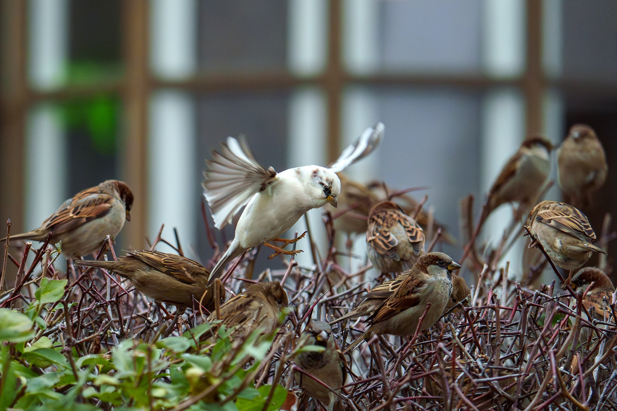 Удивительные мир птиц. Вокруг нас столько прекрасного — присмотритесь!. Ваш личный фотограф Марина Волкова