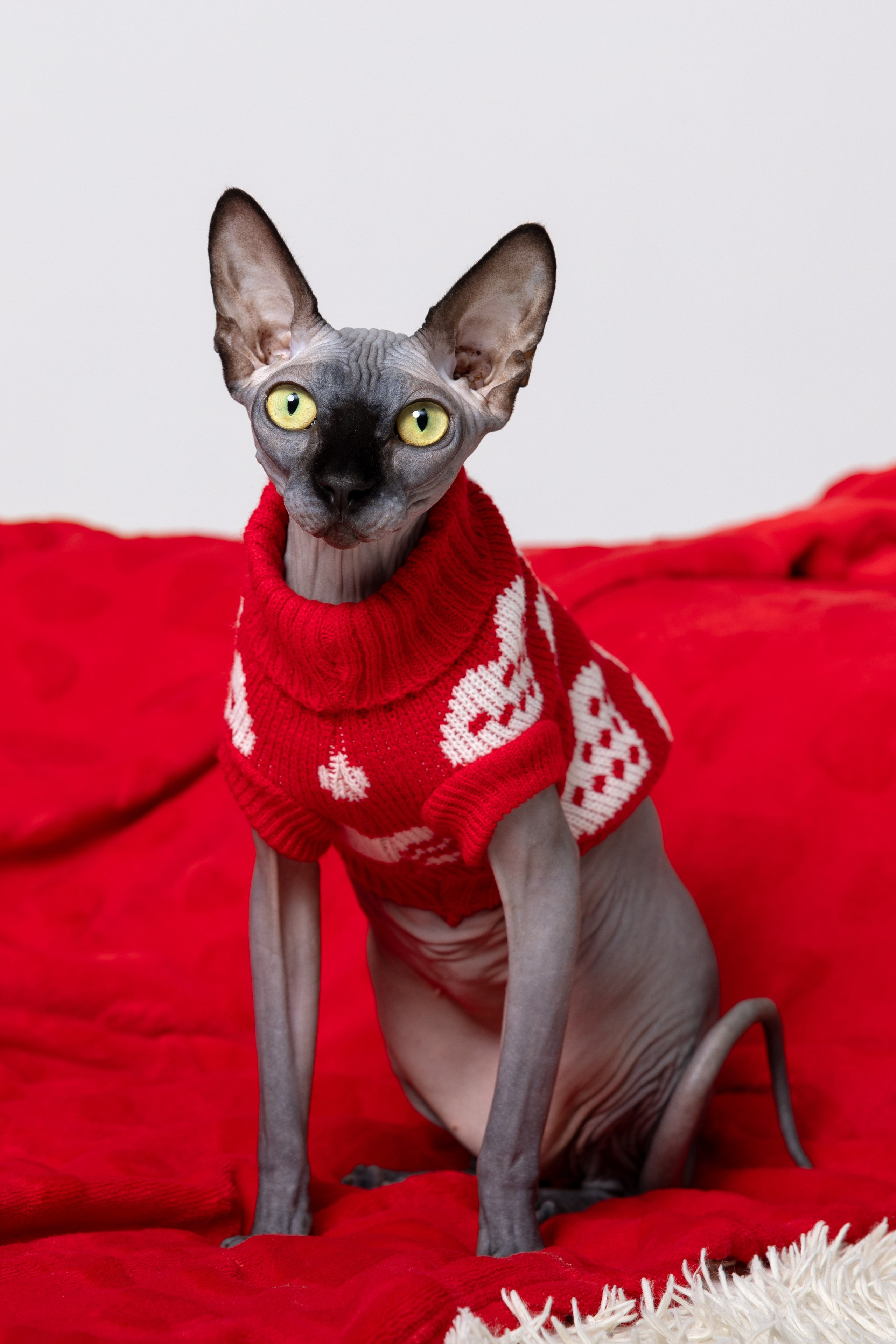 Маргарита и Никита и их сфинксы. Фотограф в Санкт-Петербурге Козырь Олеся