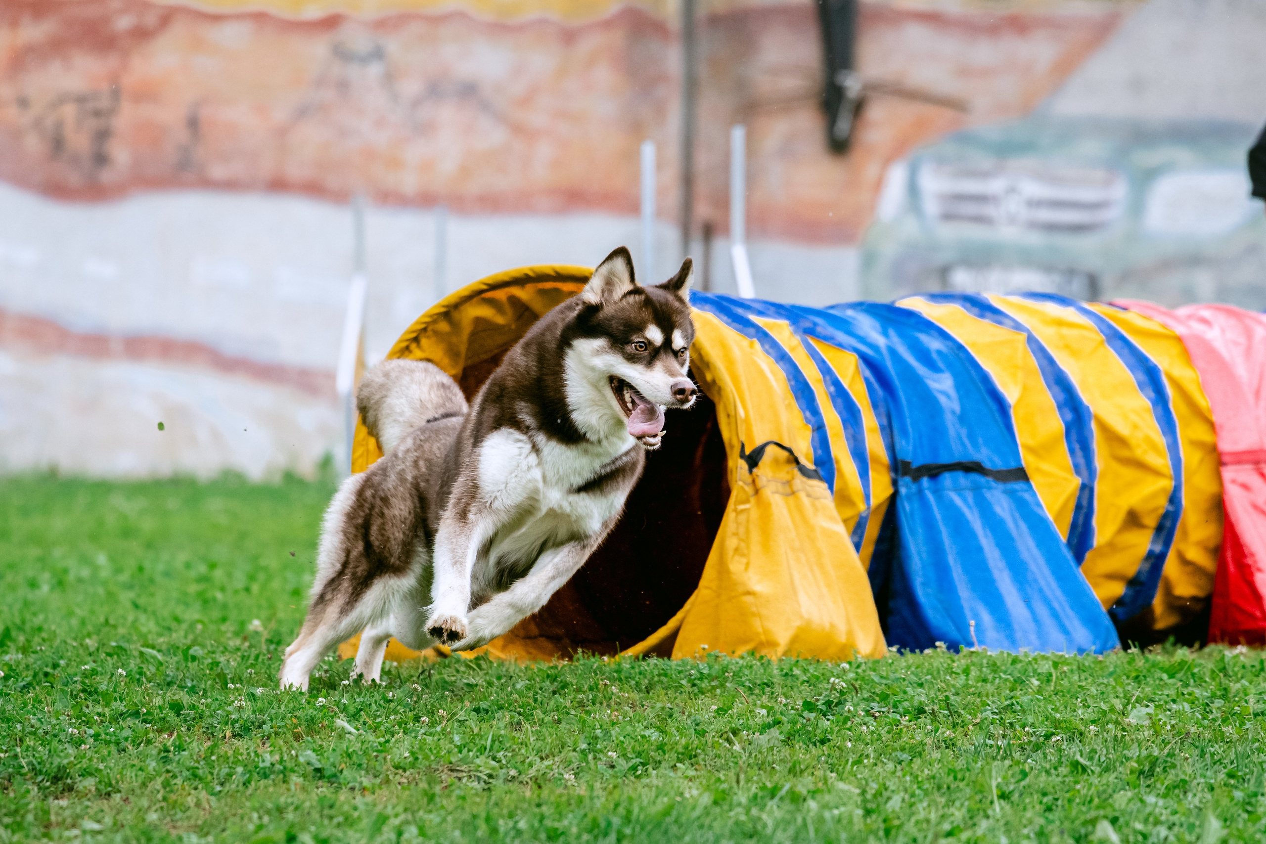 Соревнования по аджилити Долгопрудный 30.06.2025. Фотограф-анималист Татьяна Степанова