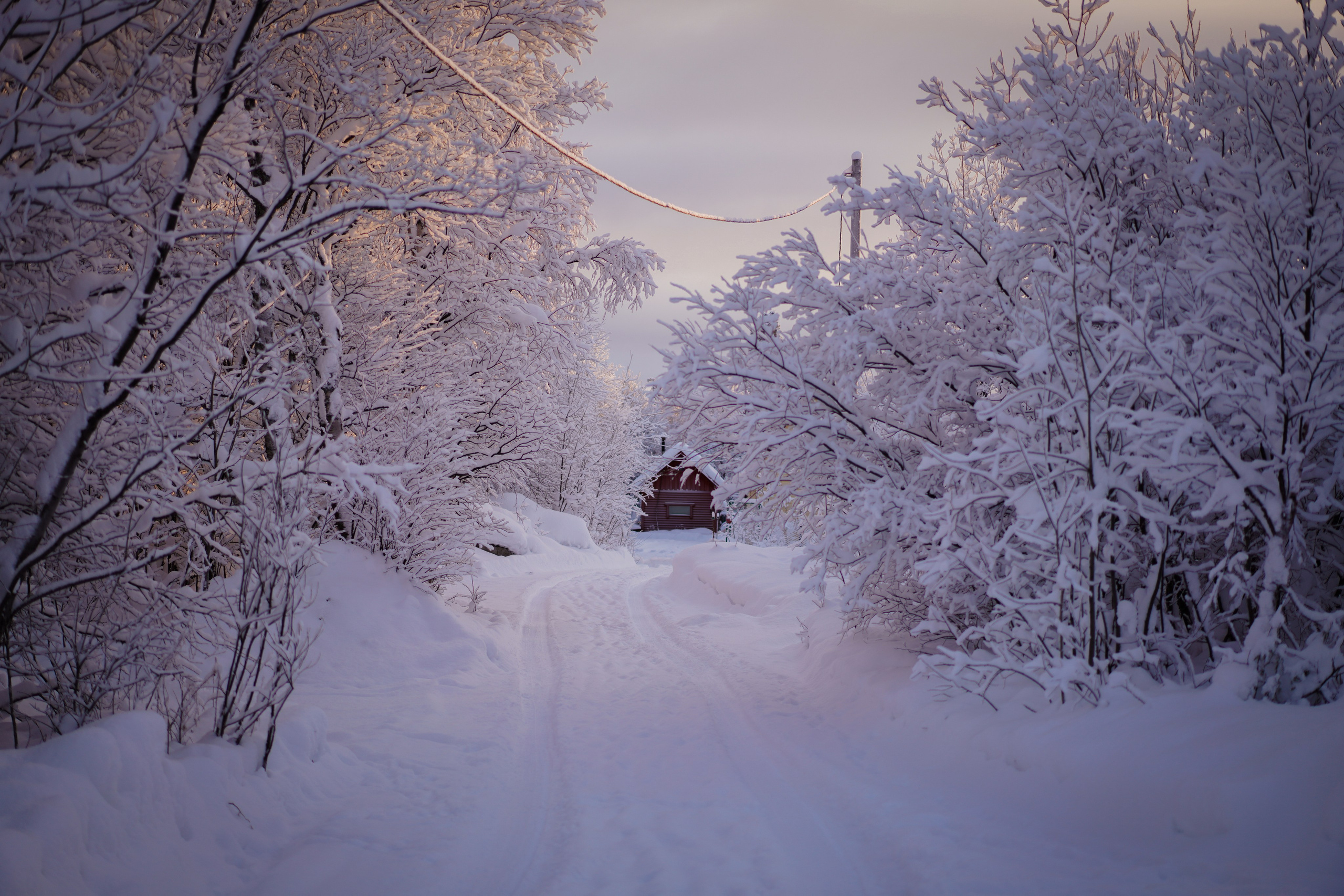 Природа и животные. Творческий фотограф Ирина Баландина.  Санкт-Петербург, Мурманск