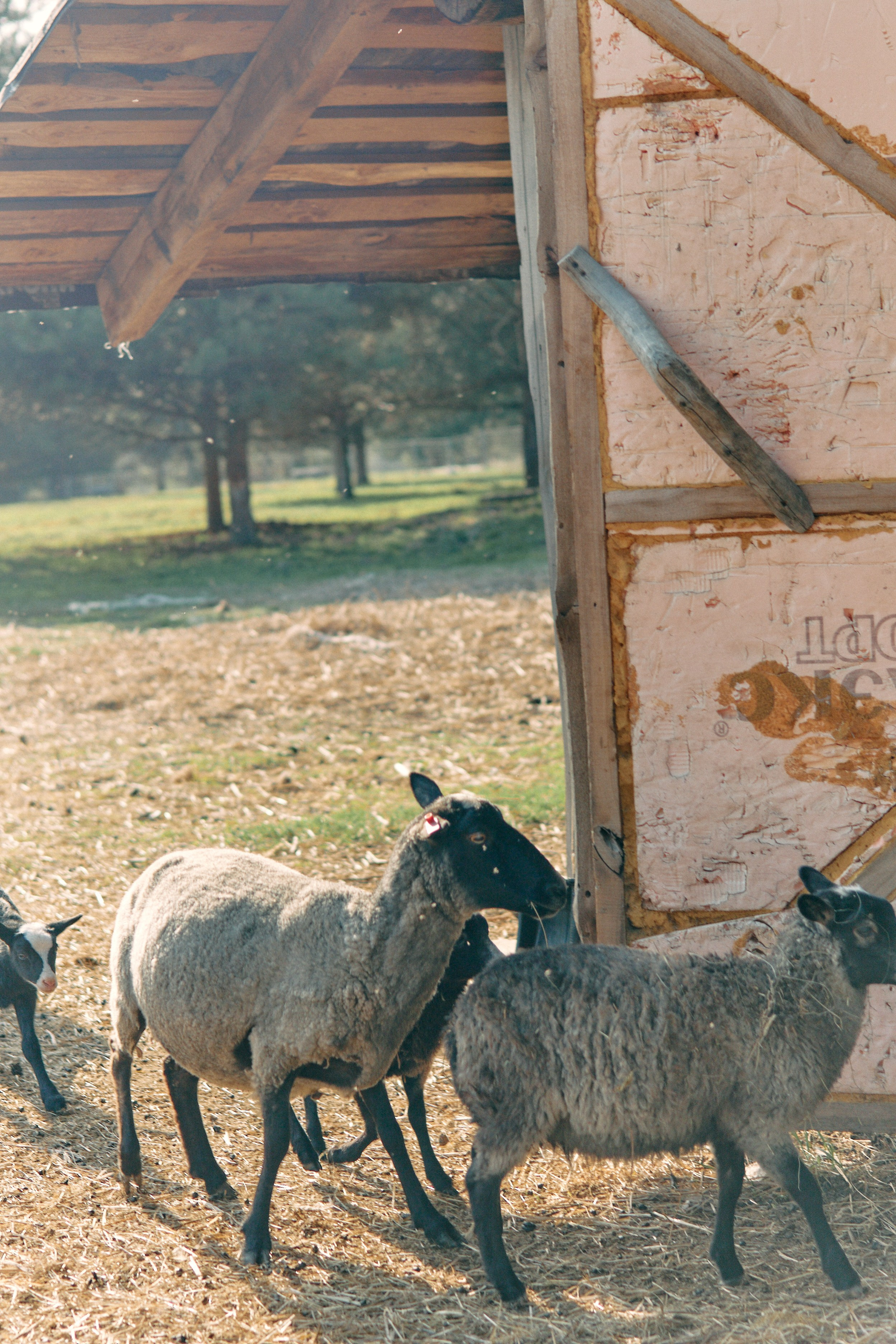Бутик-отель Поле летом. Профессиональный Фотограф во Владимире, в Москве и в Суздале — Полина Романычева