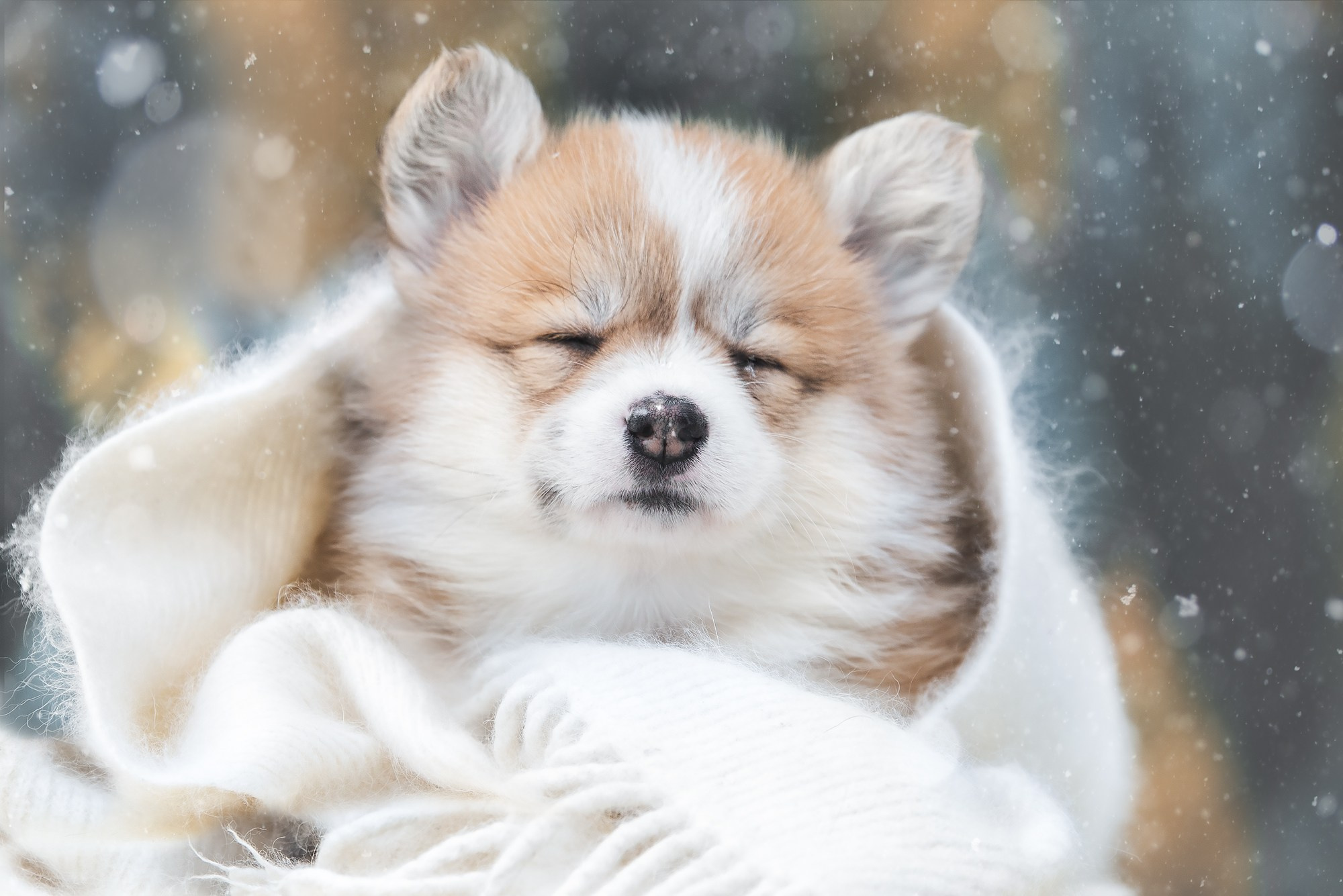 Обучение анималистической фотографии