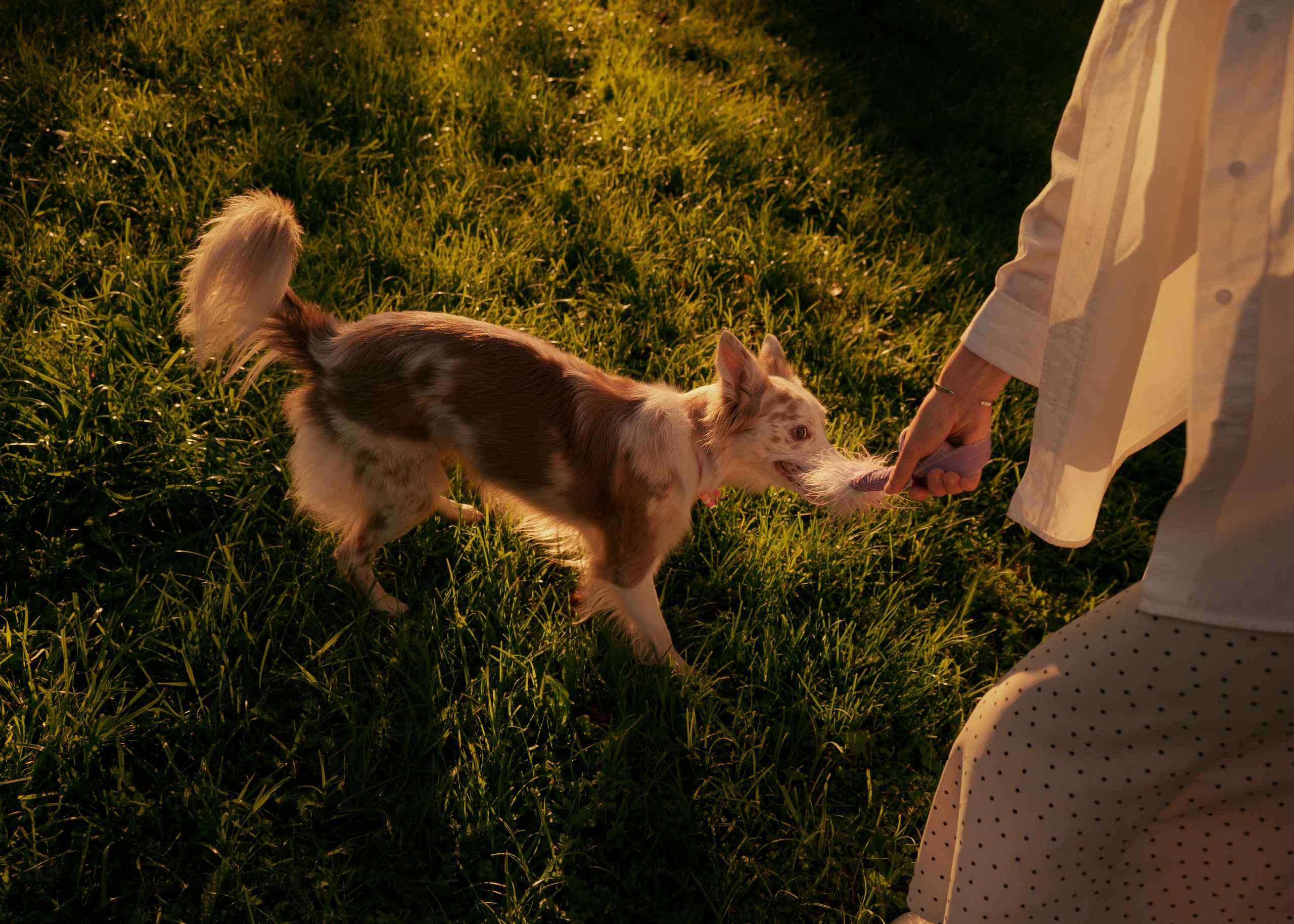 Вэй. Фотограф- анималист Александра Матвеева