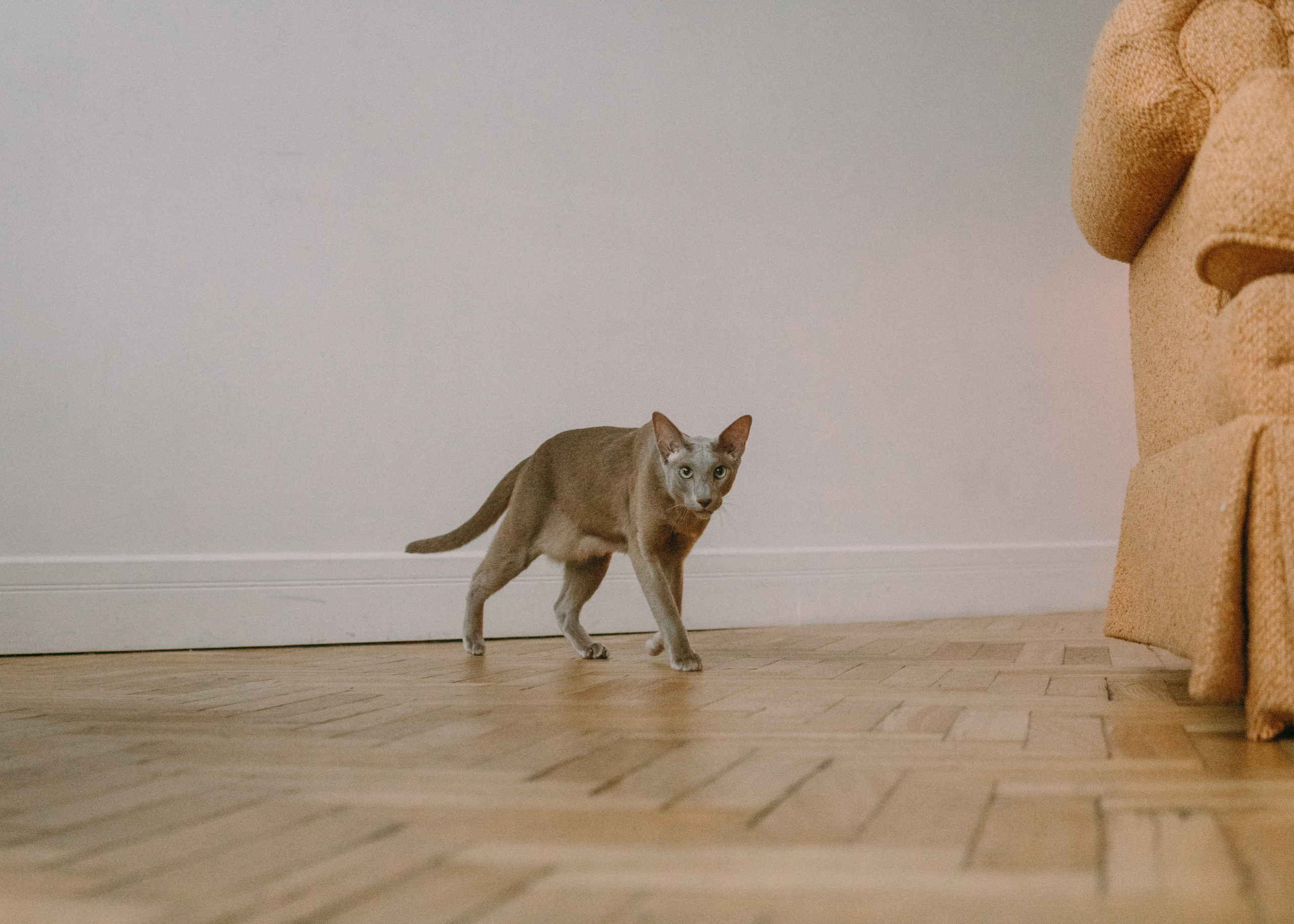 Амина, Булат и Орион. Фотограф-анималист Ксения Воробьева, Москва