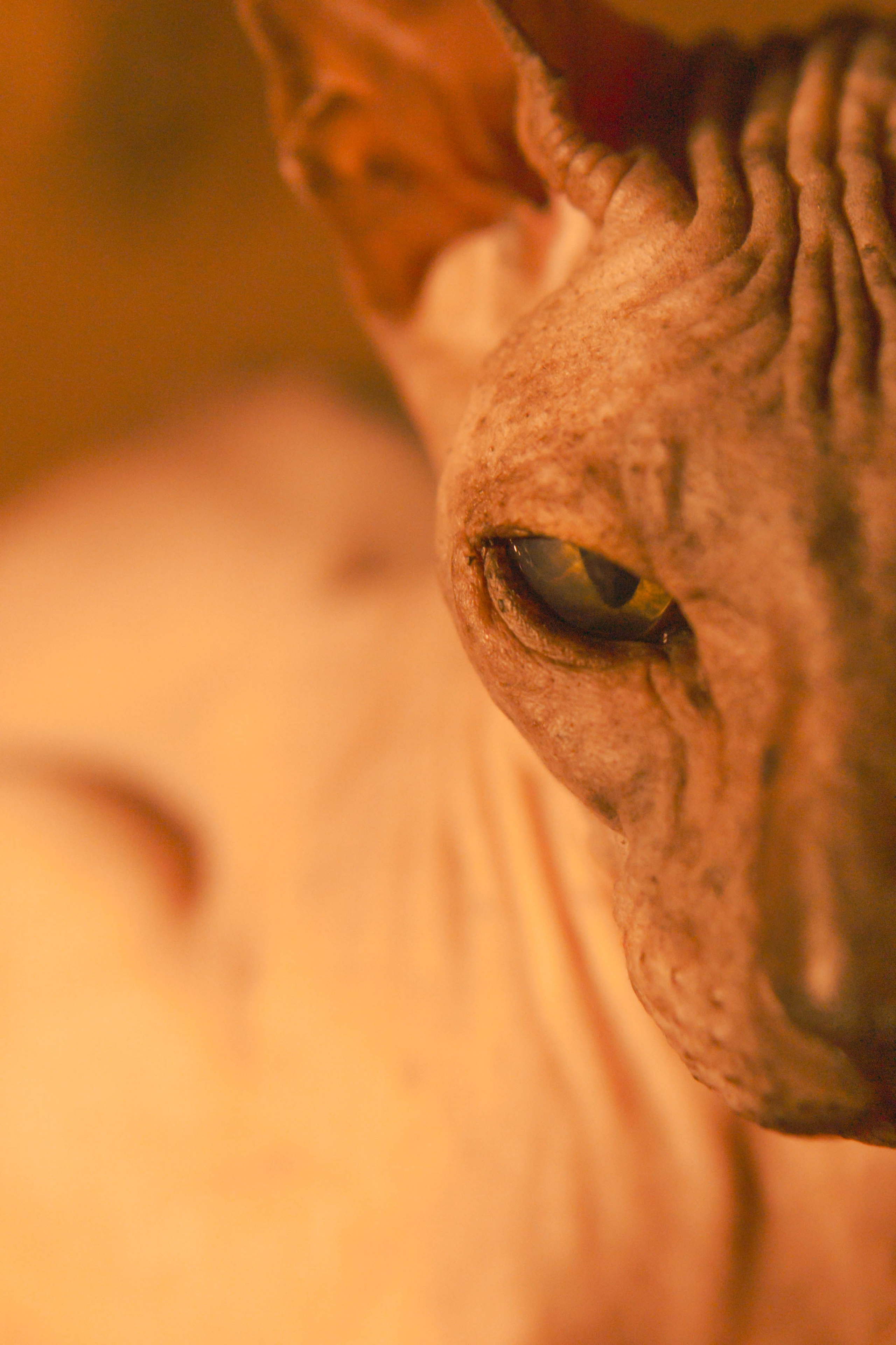 Бандит. Фотограф-анималист Ксения Воробьева, Москва