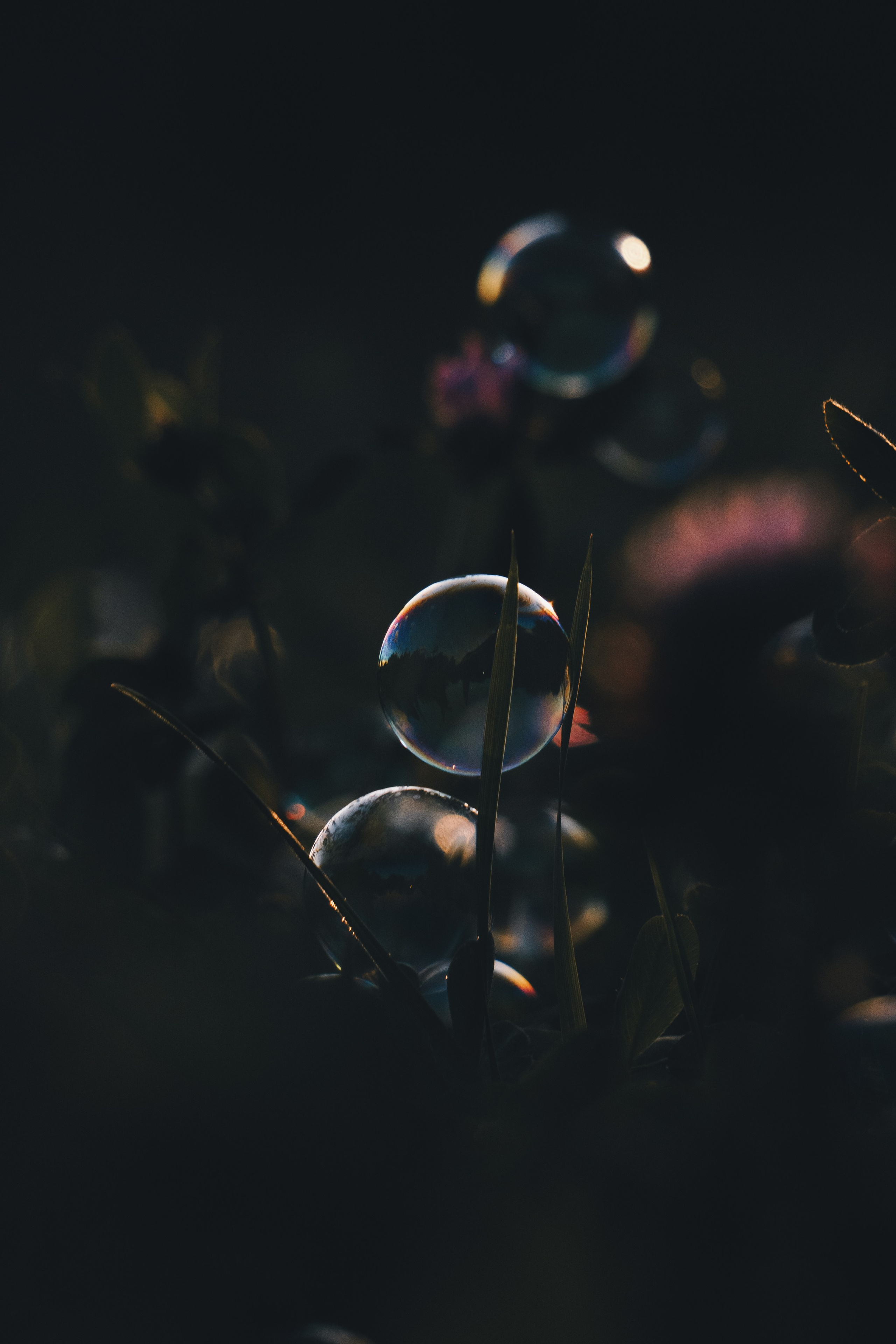 Катя и Яшма. Фотограф-анималист Ксения Воробьева, Москва