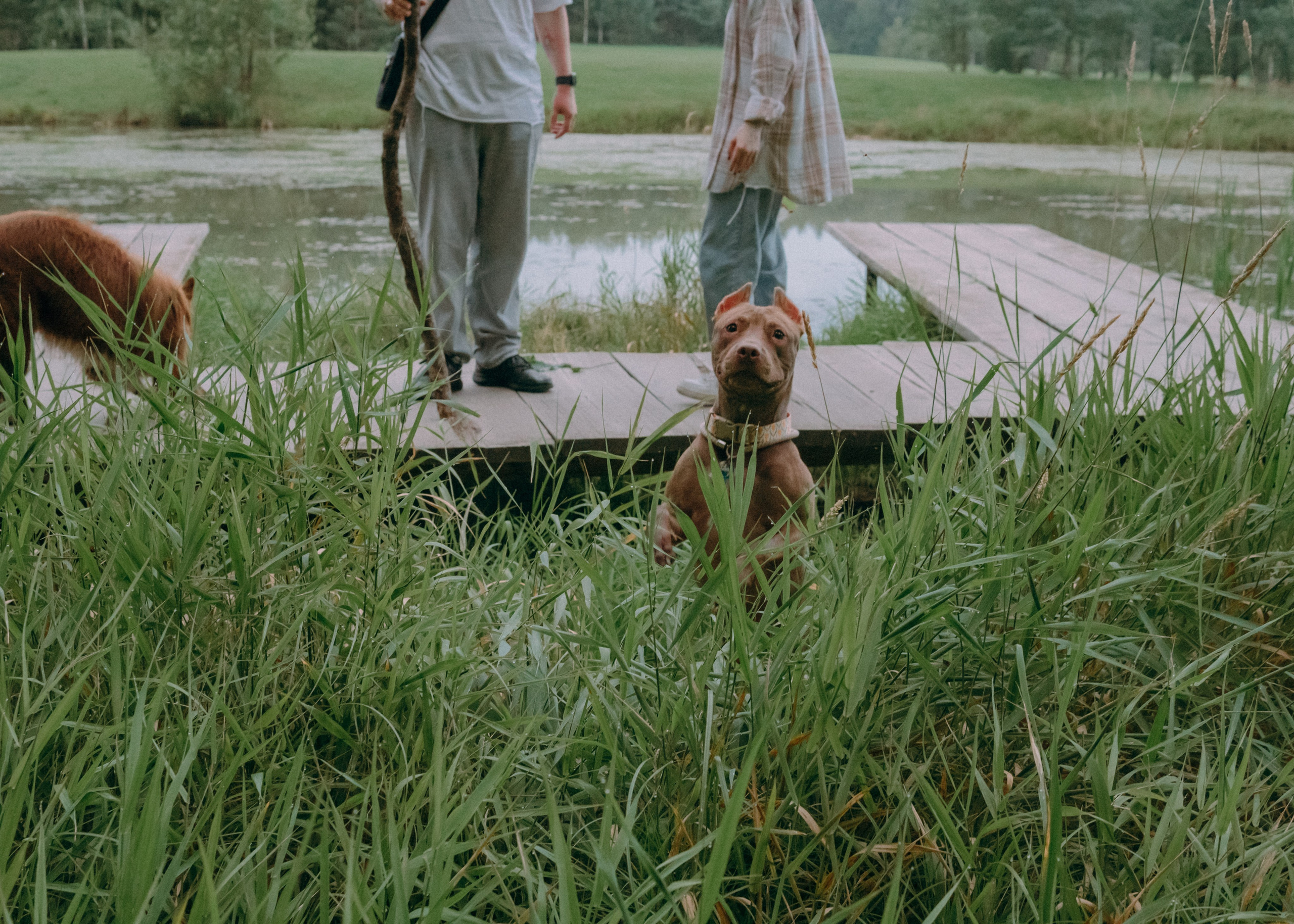 Виолетта, Лила и Питер. Фотограф-анималист Ксения Воробьева, Москва