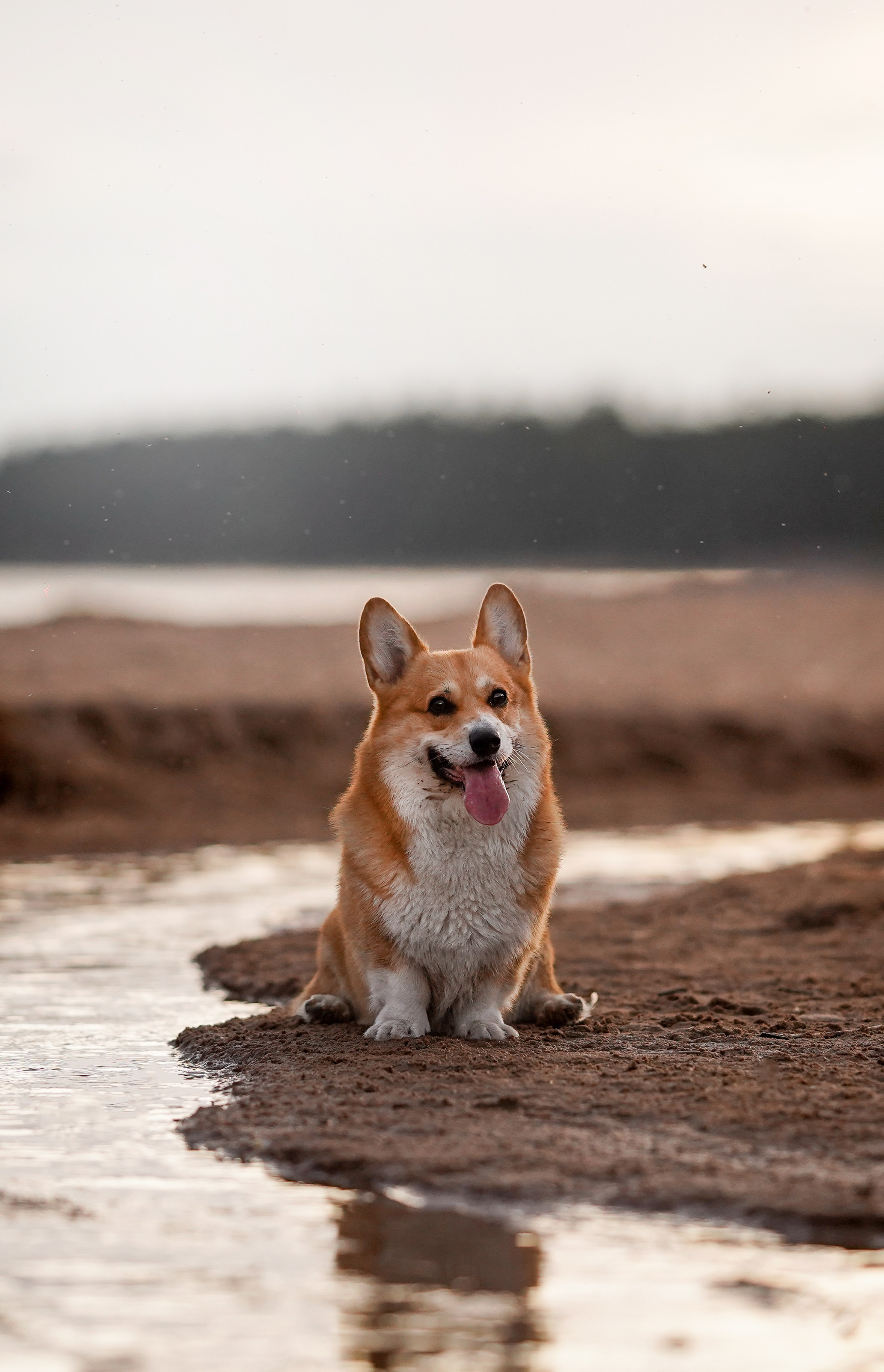 Катя Алиса и коржики. Фотограф-анималист в Санкт-Петербурге Яна Мартынова