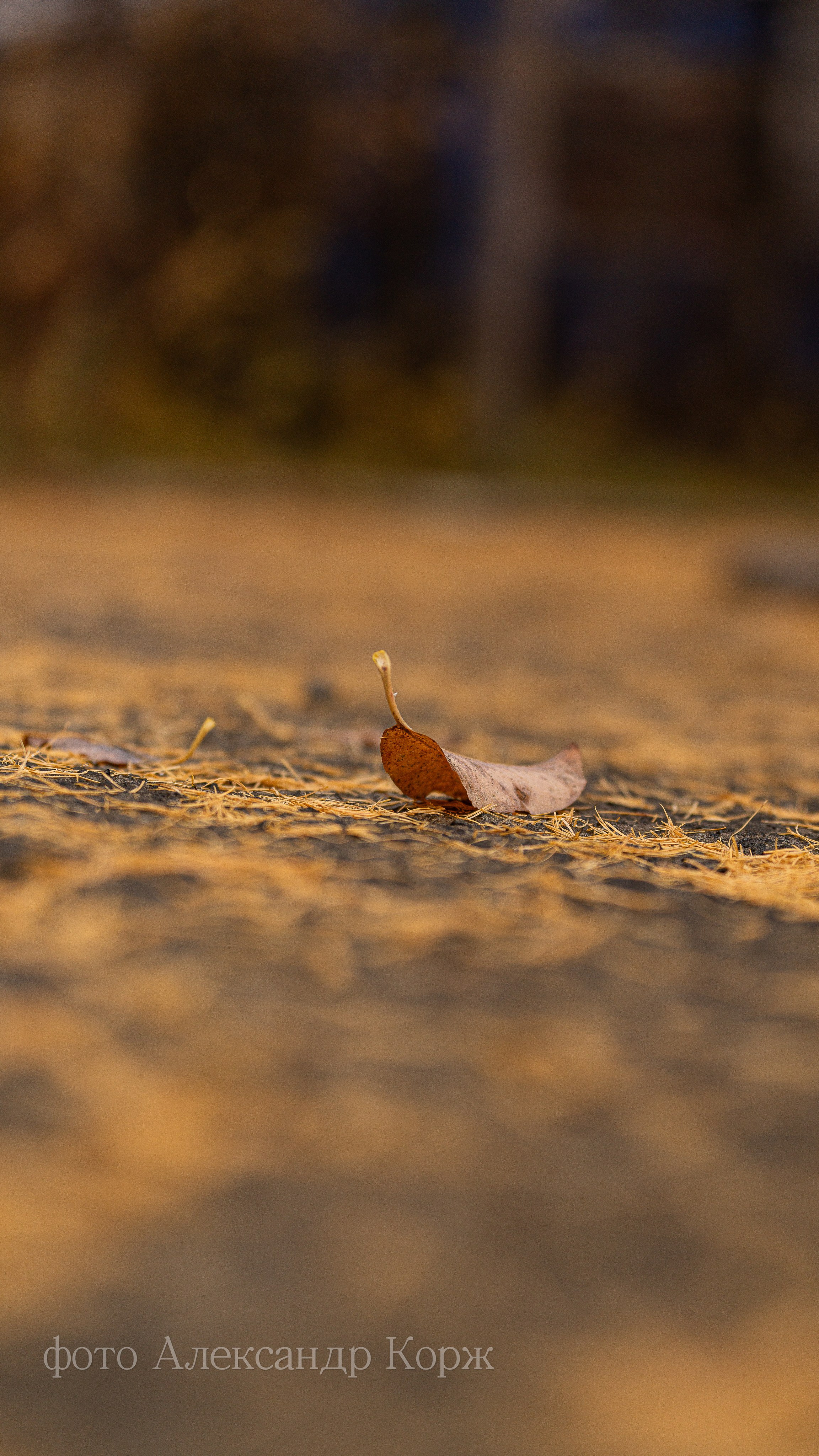 Золотая осень 2025. Айхал. Удачный. Мирный Якутия. Фотографии и видеосъемка, Айхал, Удачный, Якутия. Фотографии Айхал