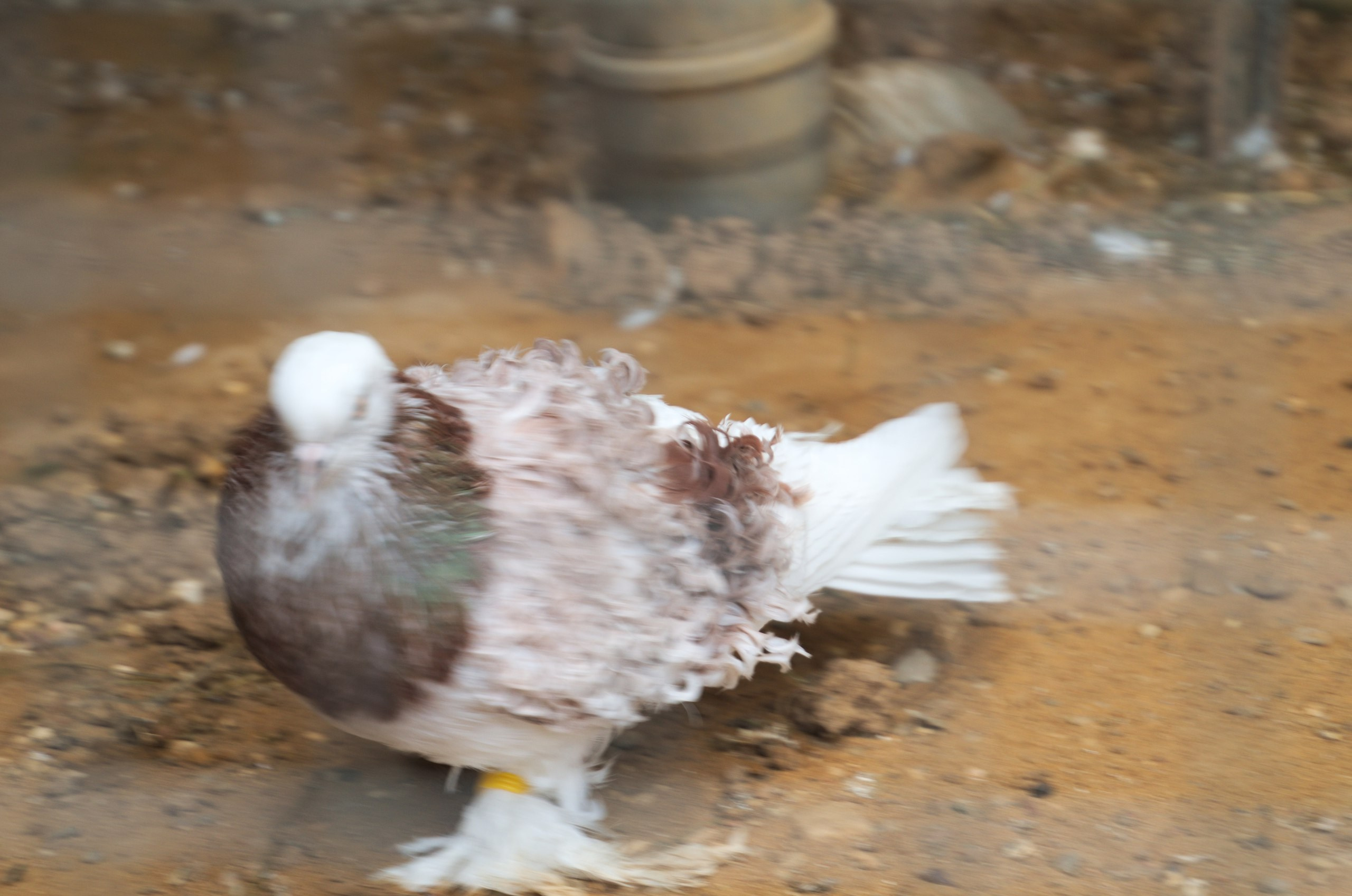 Боровск и парк птиц «Воробьи» | 17.09.2017. Галерея Фантим