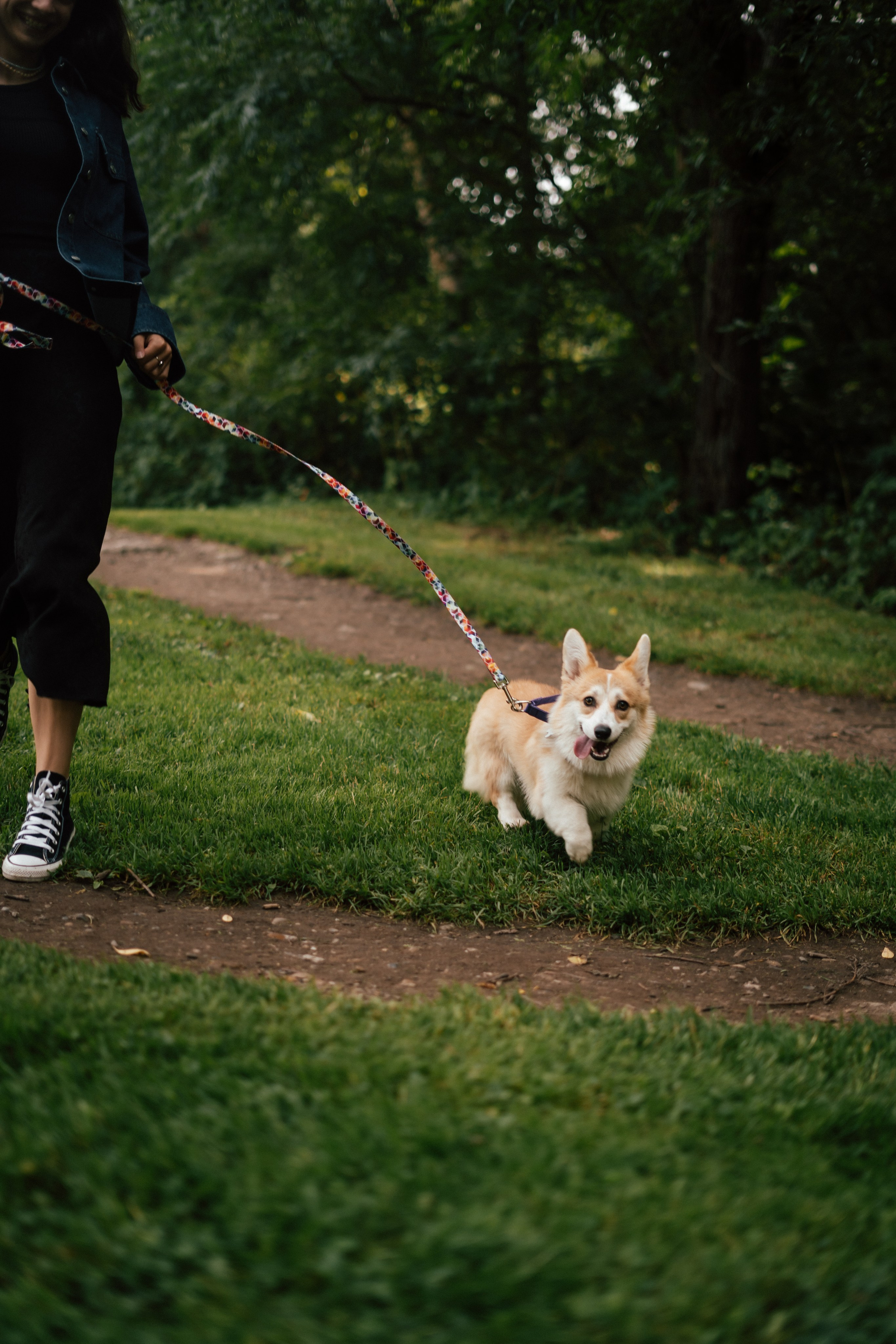 Фотосессия с собакой сахалин. Фотограф сахалин