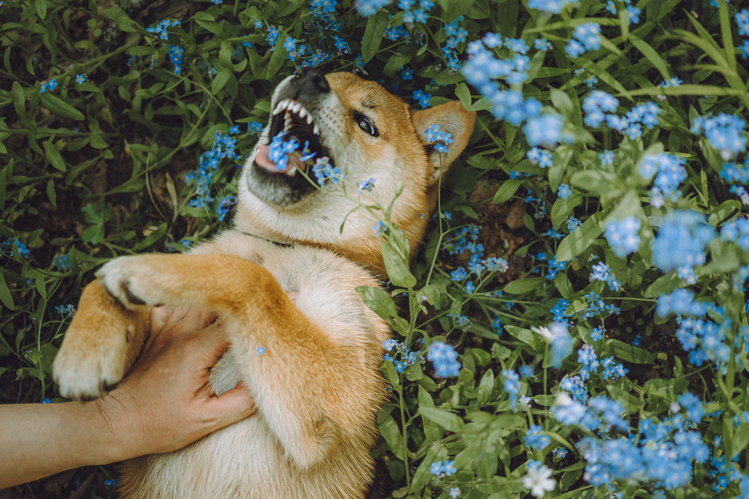 Шед, Цири, Чиби, Цера и их семья