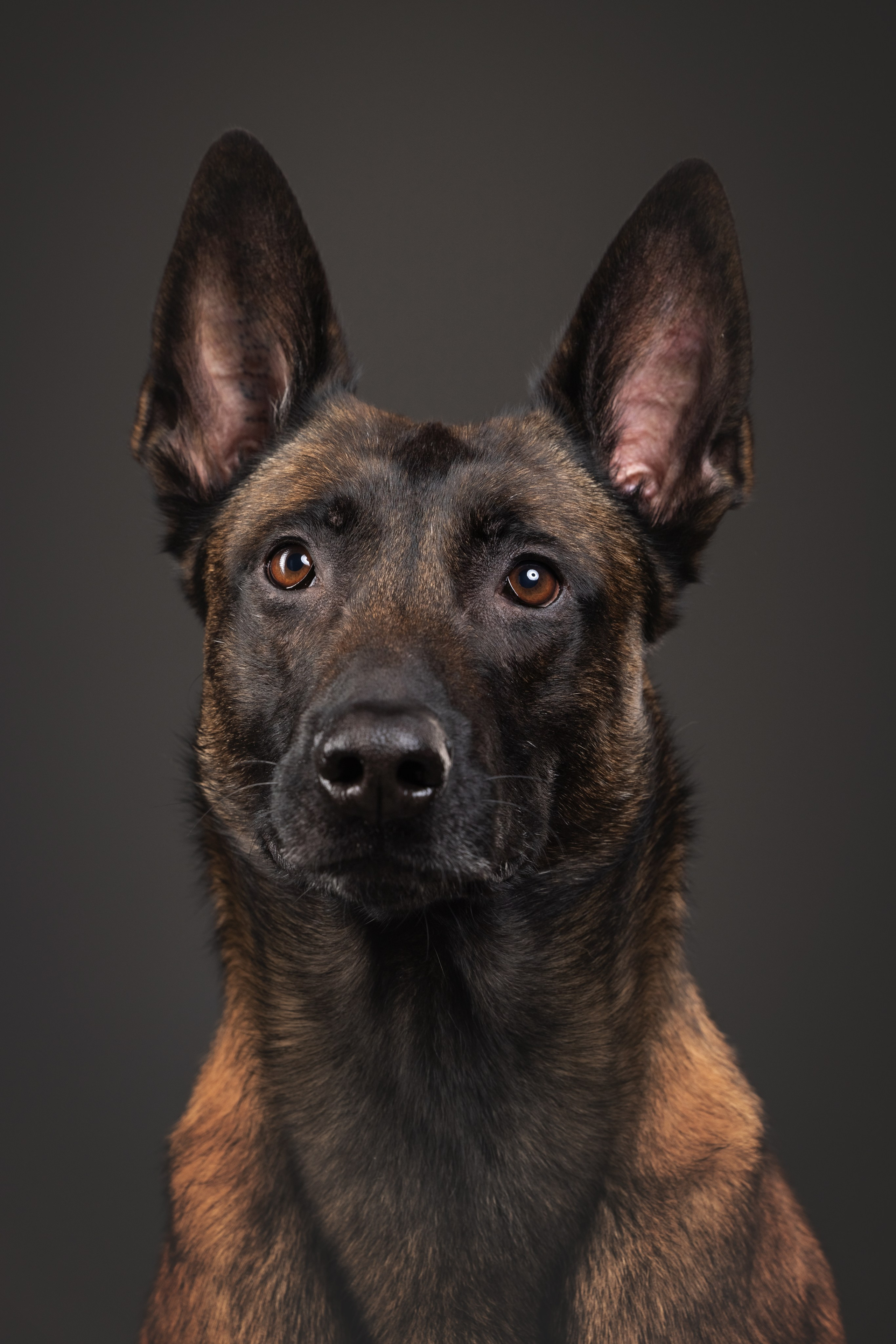 Рики и Гаруда. Фотограф анималист Осипчикова Мария