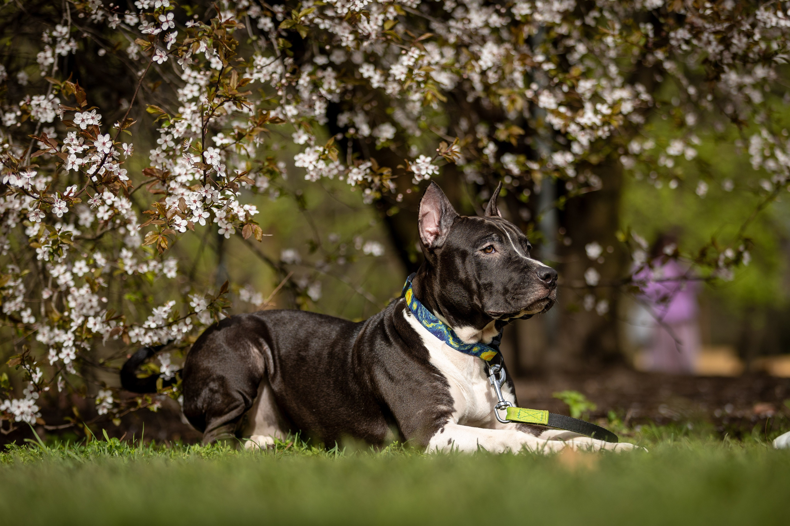 Афина и Мора, Стаффорды. Ирина Голомб|Фотограф-анималист в  Сочи и Калининграде