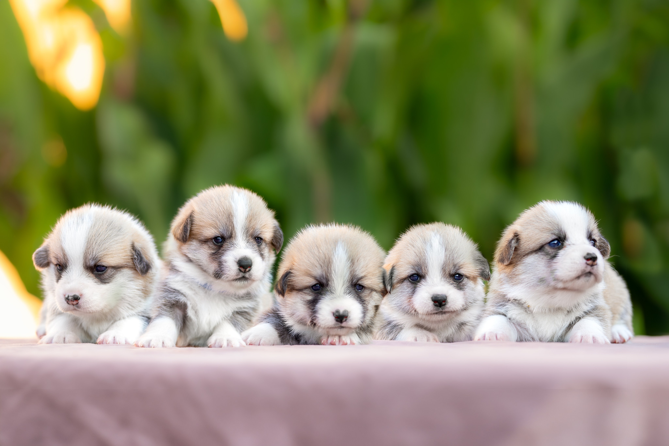 Малыши коржики. Ирина Голомб|Фотограф-анималист в  Сочи и Калининграде