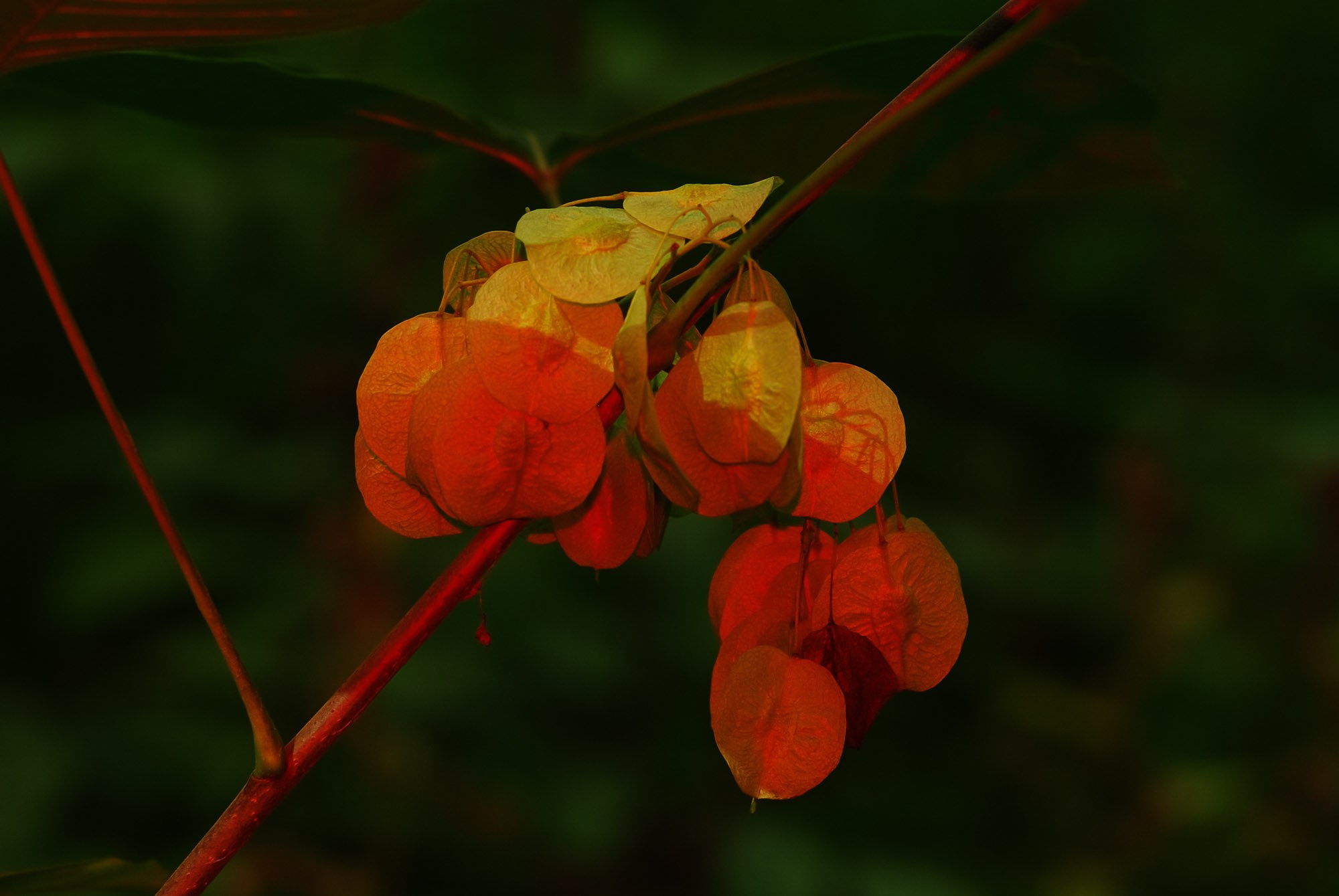 Фотограф Константин Ясинский
