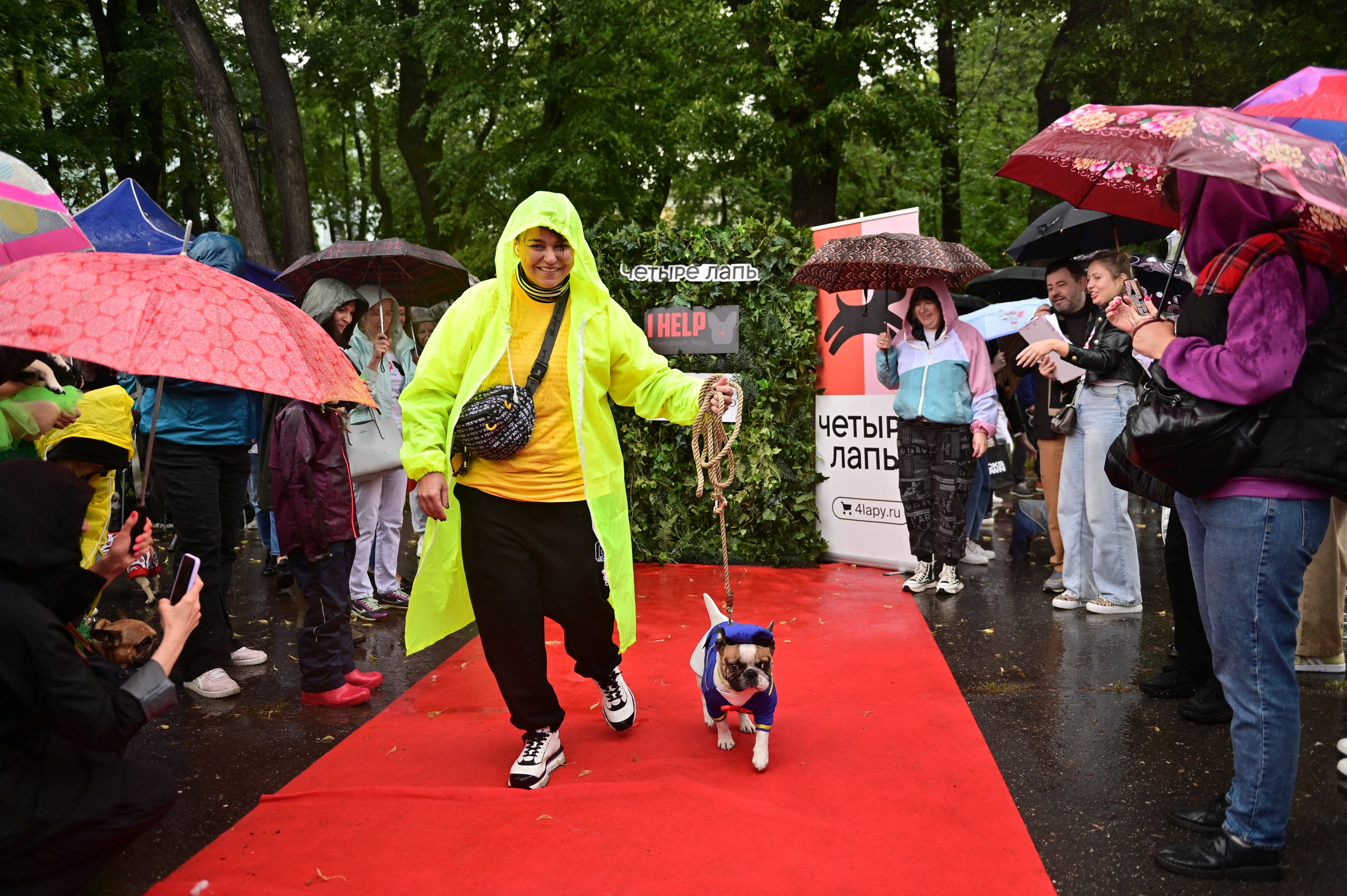 Парад французский бульдогов. Анна Пушина, фотограф, Москва, Королев, Пушкино