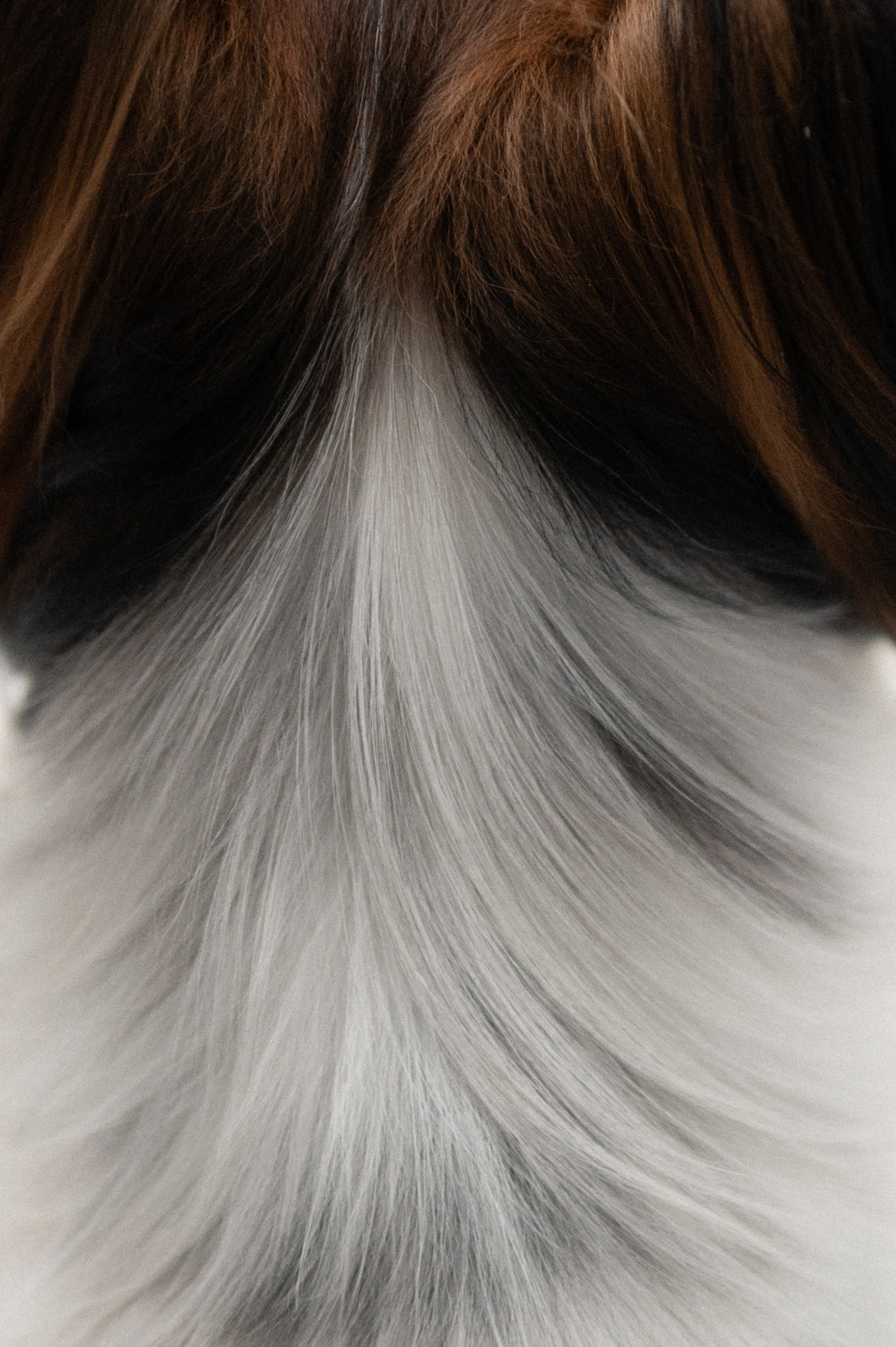 Наташа, Леша и Черри (Королев, 2025). Анна Пушина, фотограф, Москва, Королев, Пушкино