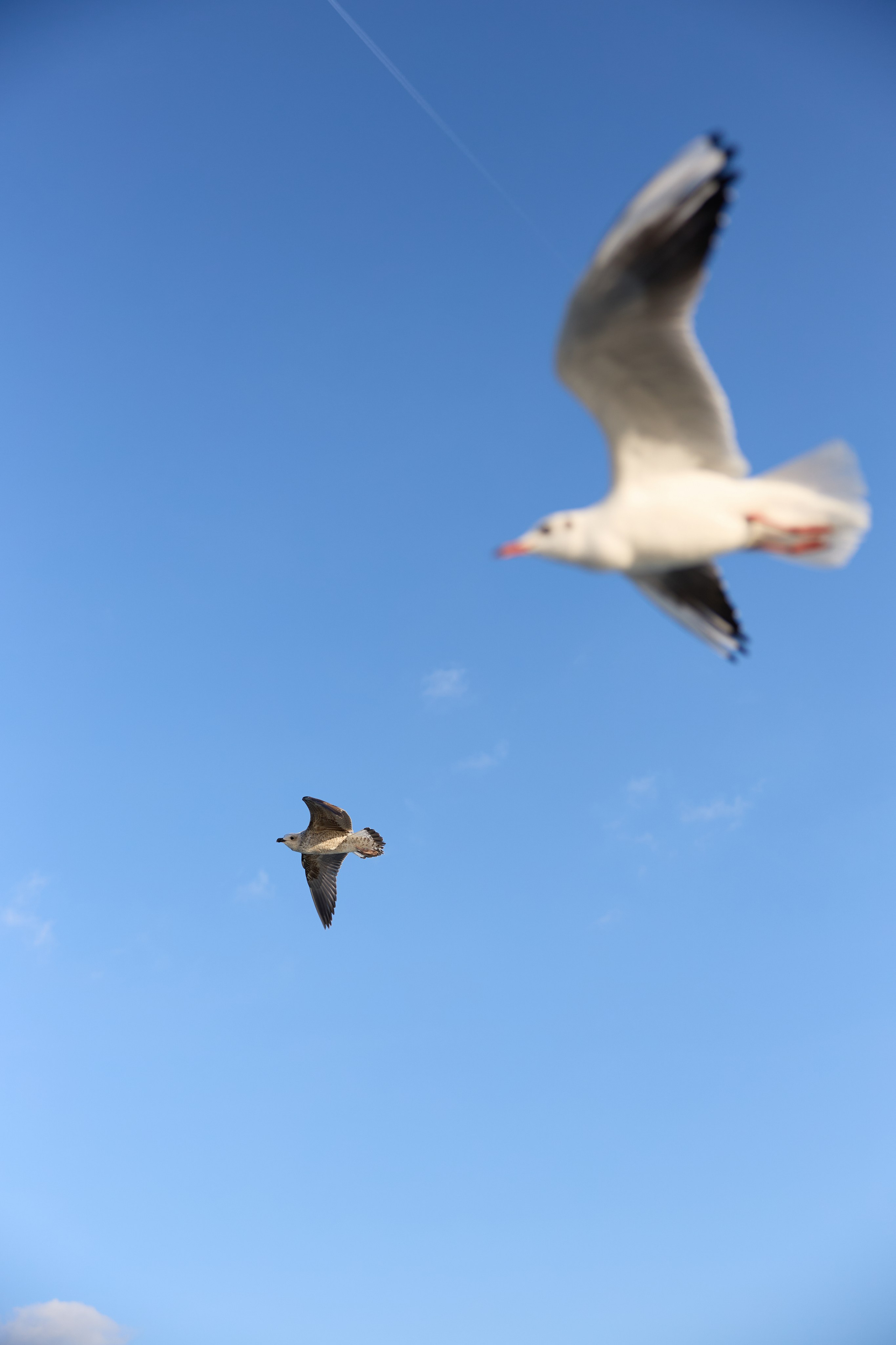 Стамбул 24. Фотограф Москва, Дима Пеллер