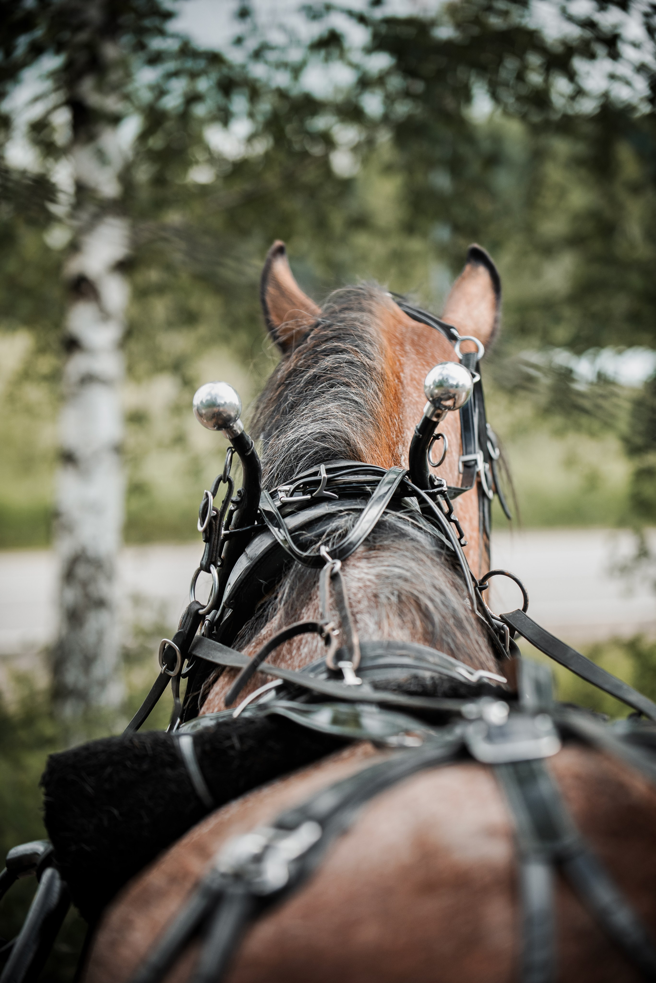 KOMARDINS. Конный фотограф Куракина Дарья • Фотосессии с лошадьми