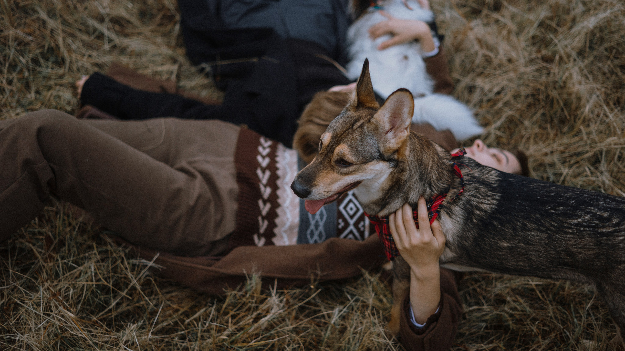Маша, Катя, Астрид и Мася. Фотограф-анималист Богданова Полина