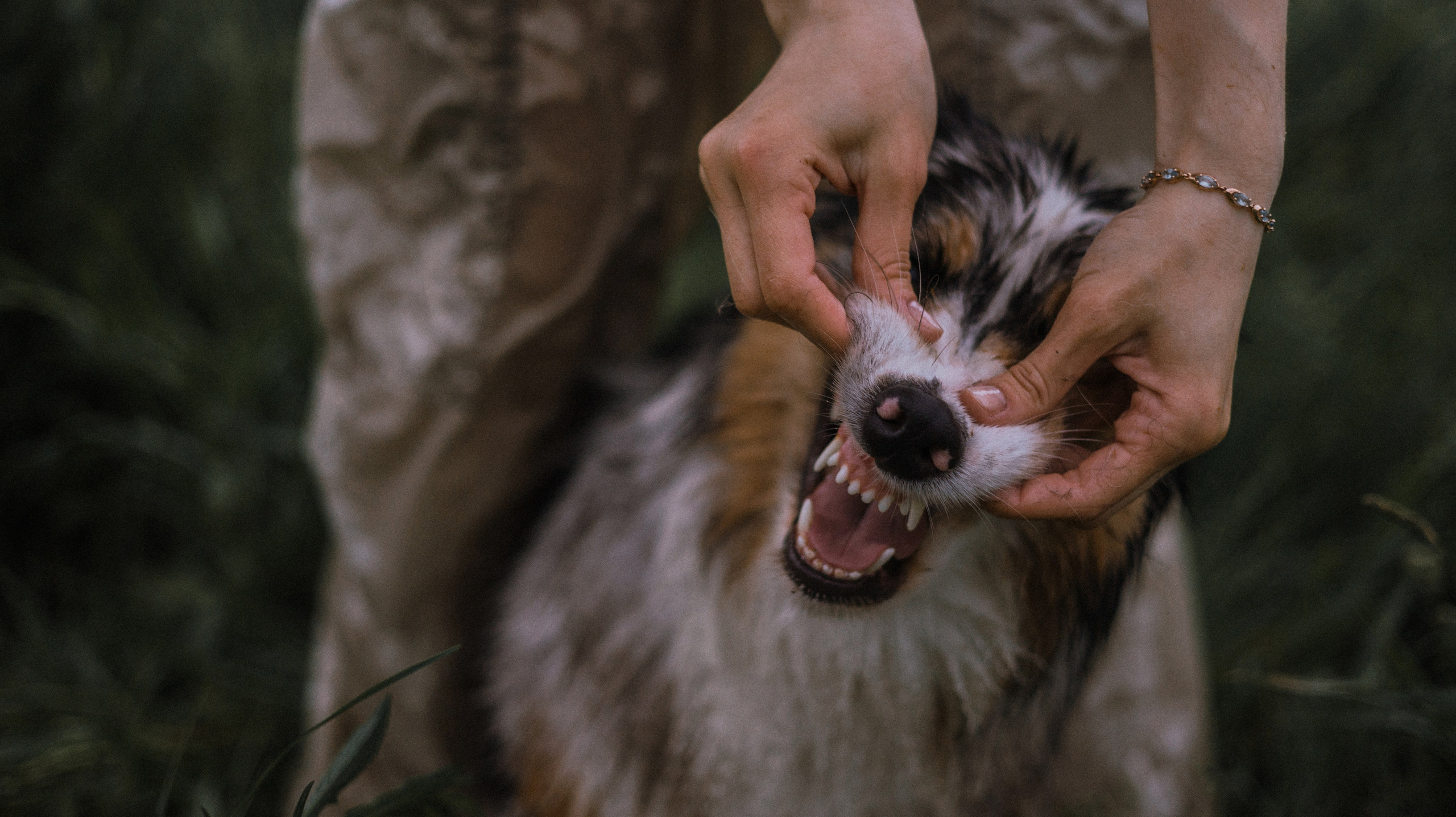Маша и Долли. Фотограф-анималист Богданова Полина