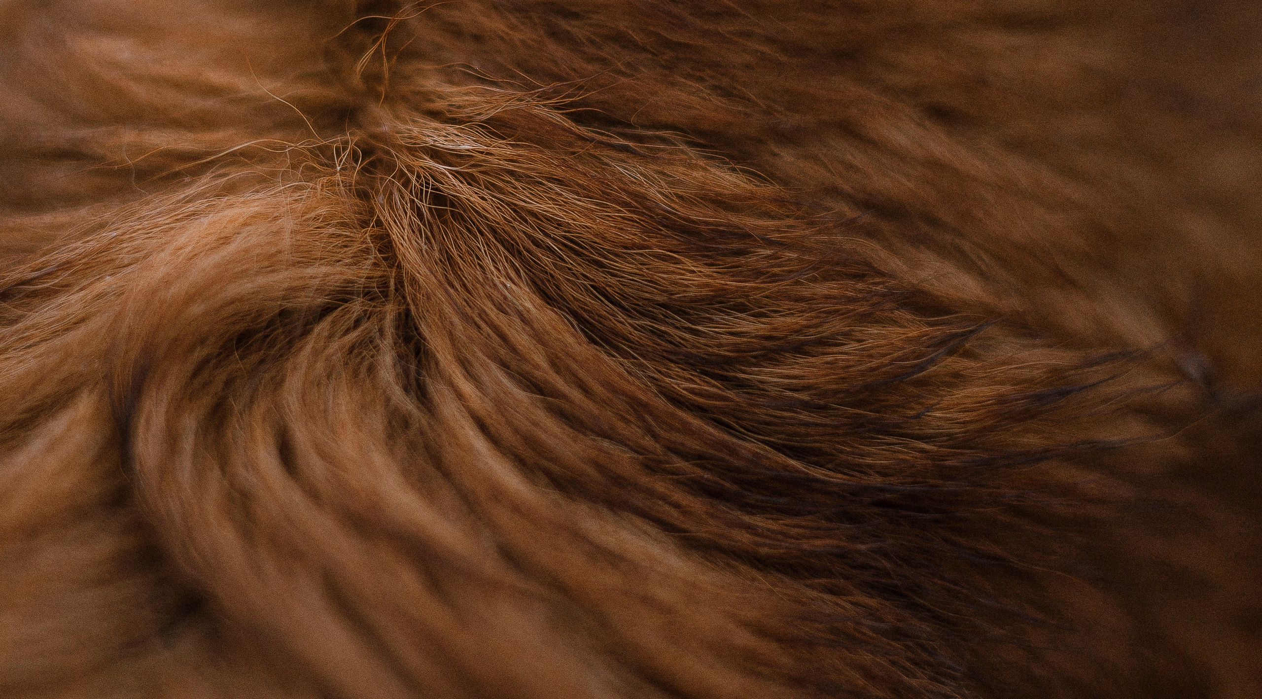 Ксюша и Мэди. Фотограф-анималист Богданова Полина