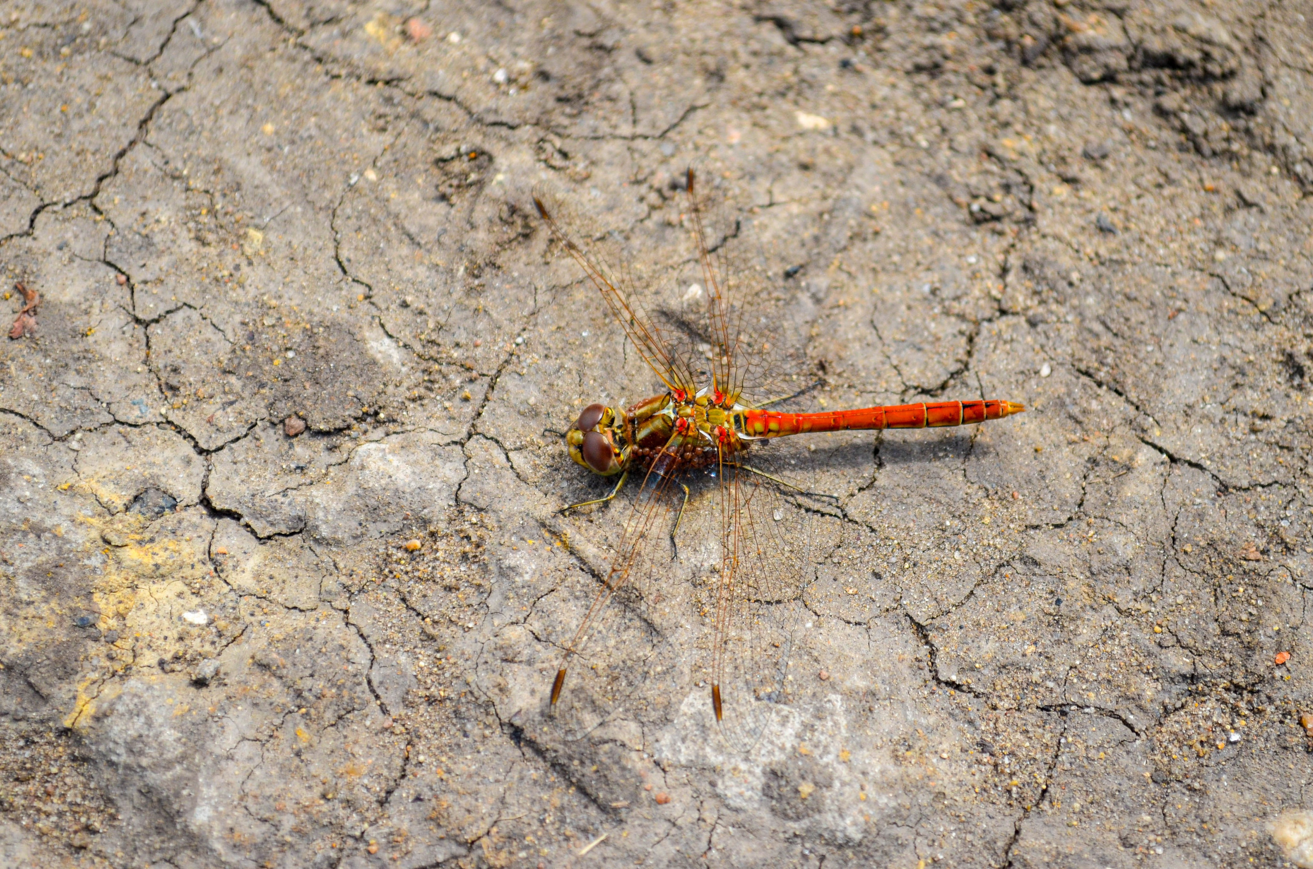 Nature. Stan Sidel’s Art