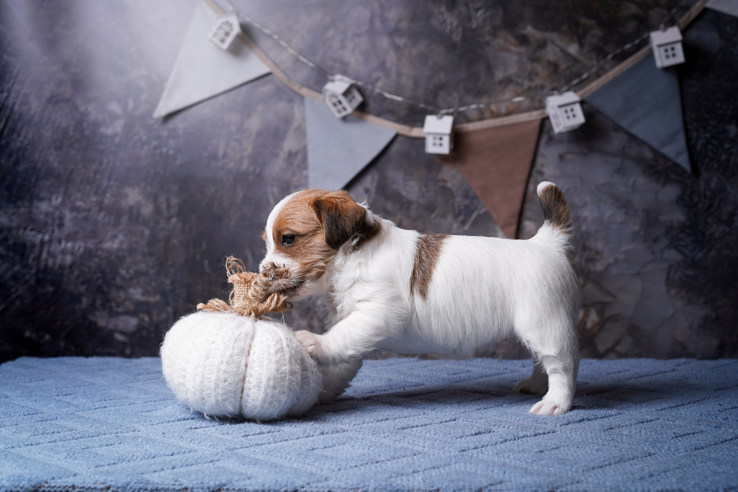 Щенули джек-рассела. Фотограф-анималист в Санкт-Петербурге Яна Мартынова