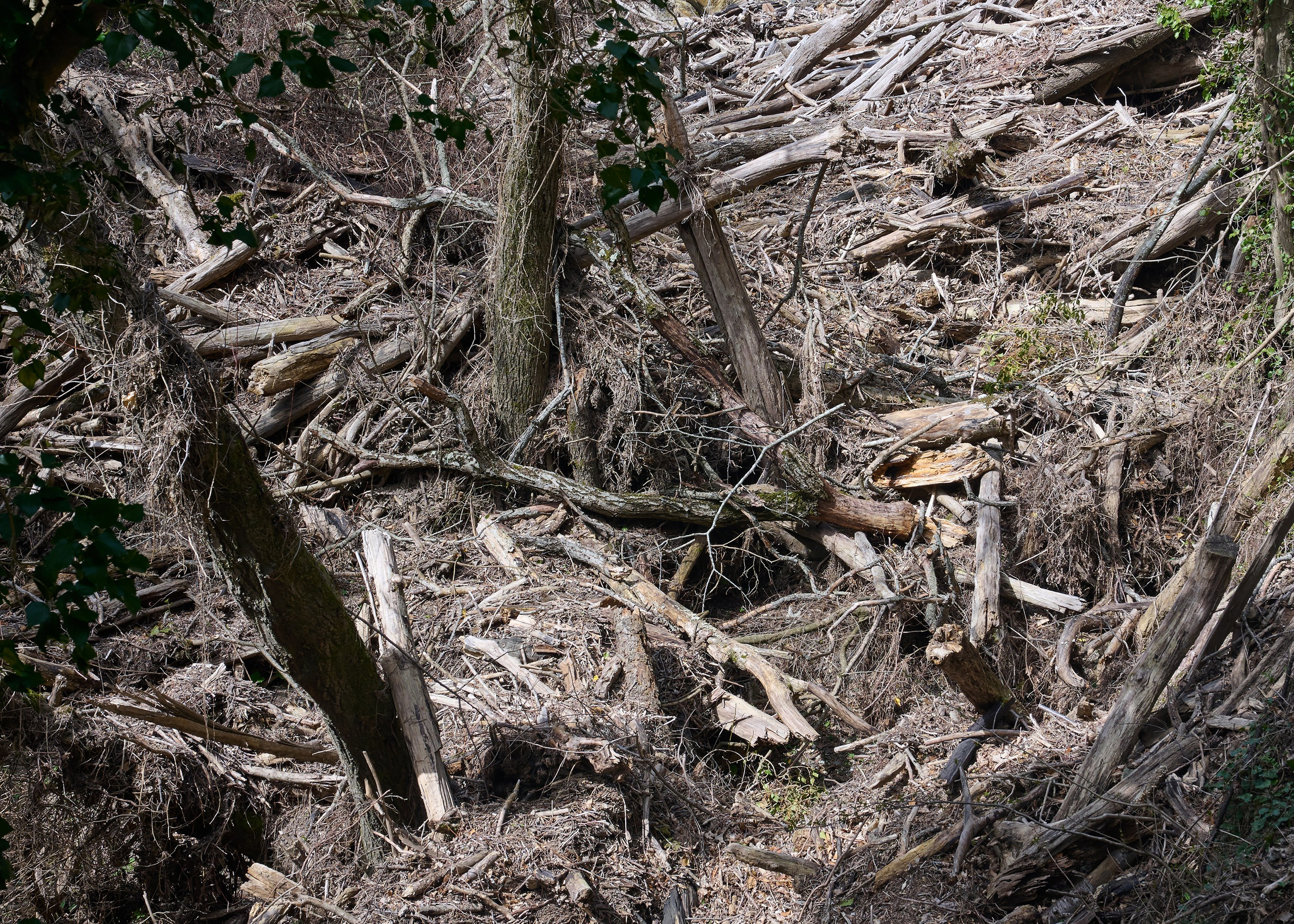 Бурелом, завал, лес, русло реки