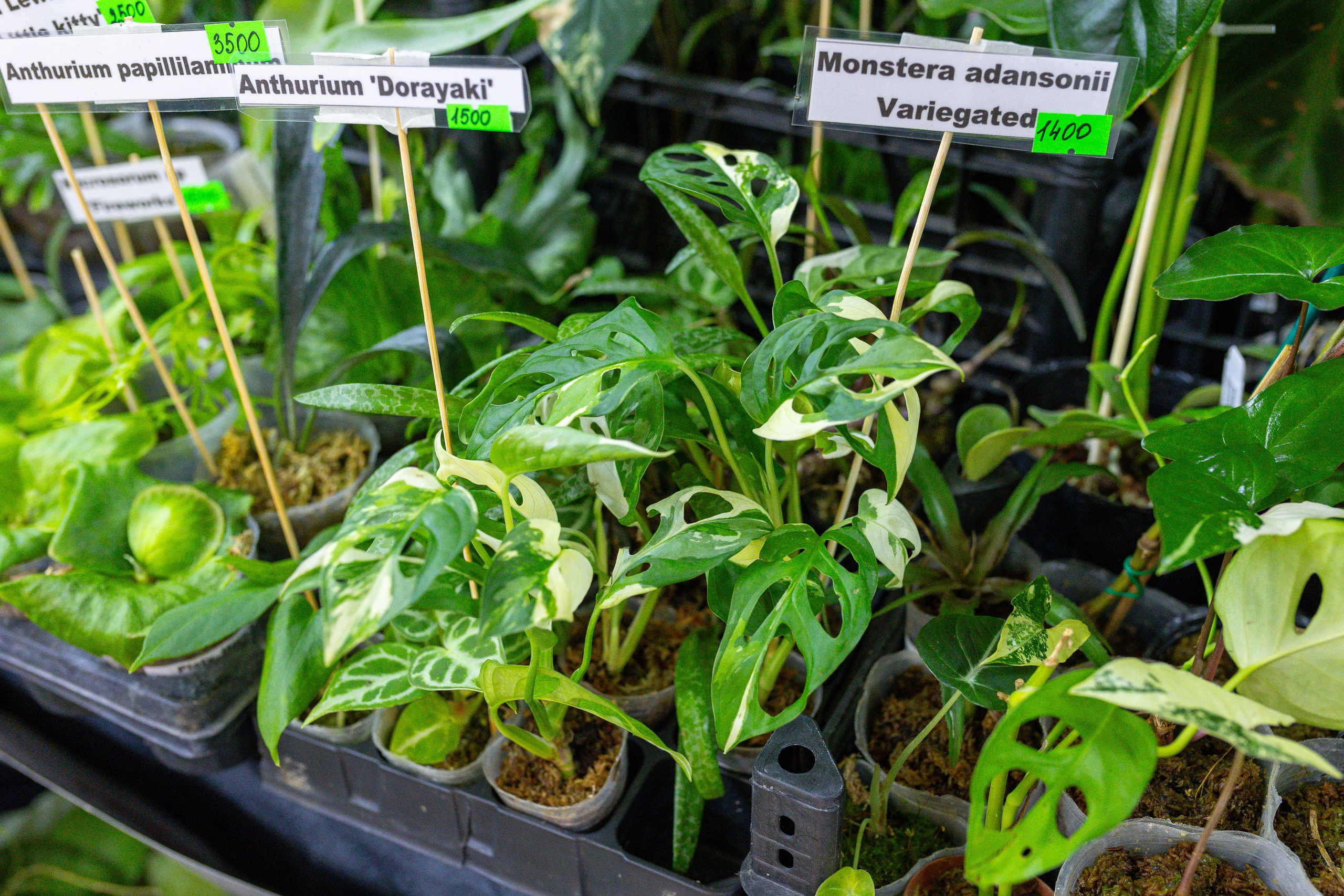 Монстериум 11–12 октября. Александра Куликова фотограф, Москва