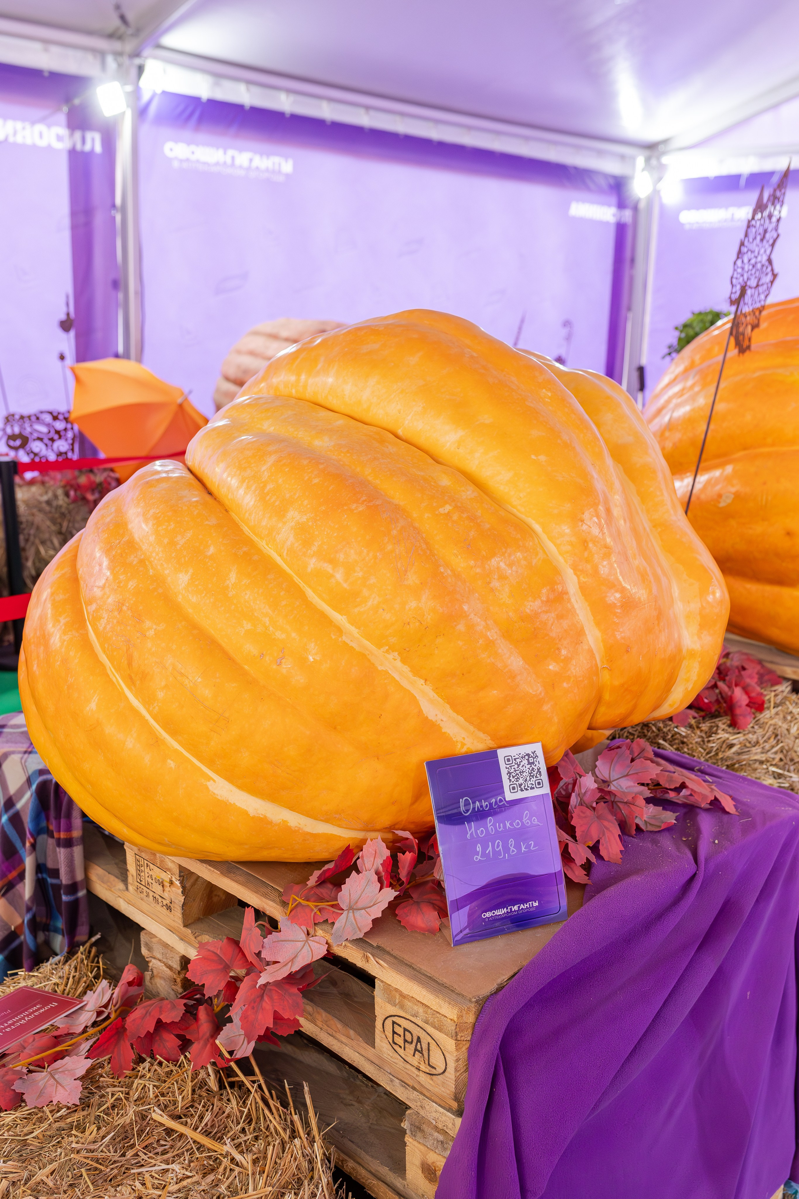 Овощи-гиганты. Александра Куликова фотограф, Москва