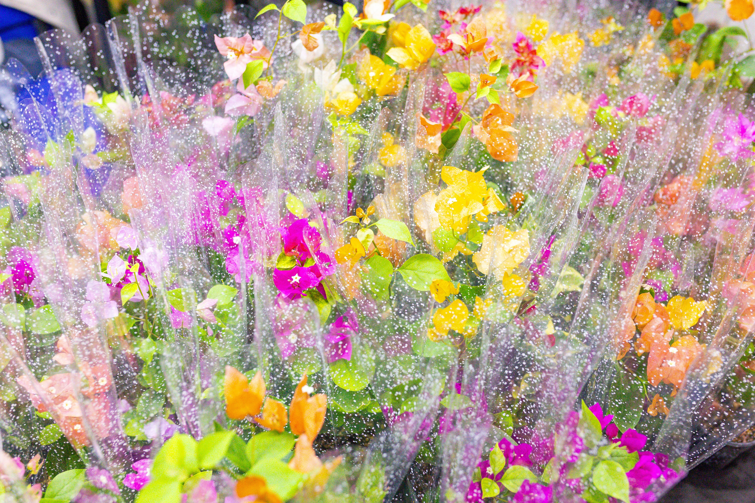 Орхидиум сентябрь 2025. Александра Куликова фотограф, Москва