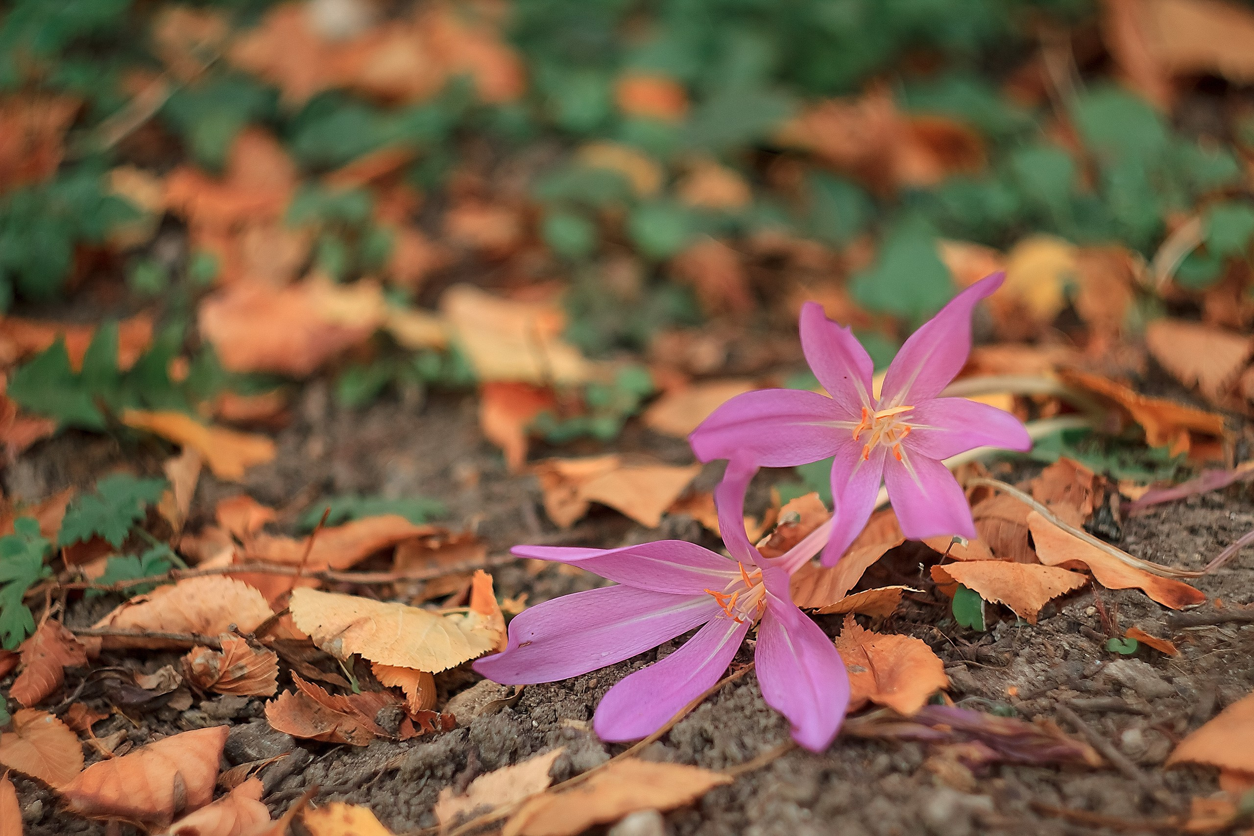 Наша жизнь — Игра. Аmat Victoria Сuram