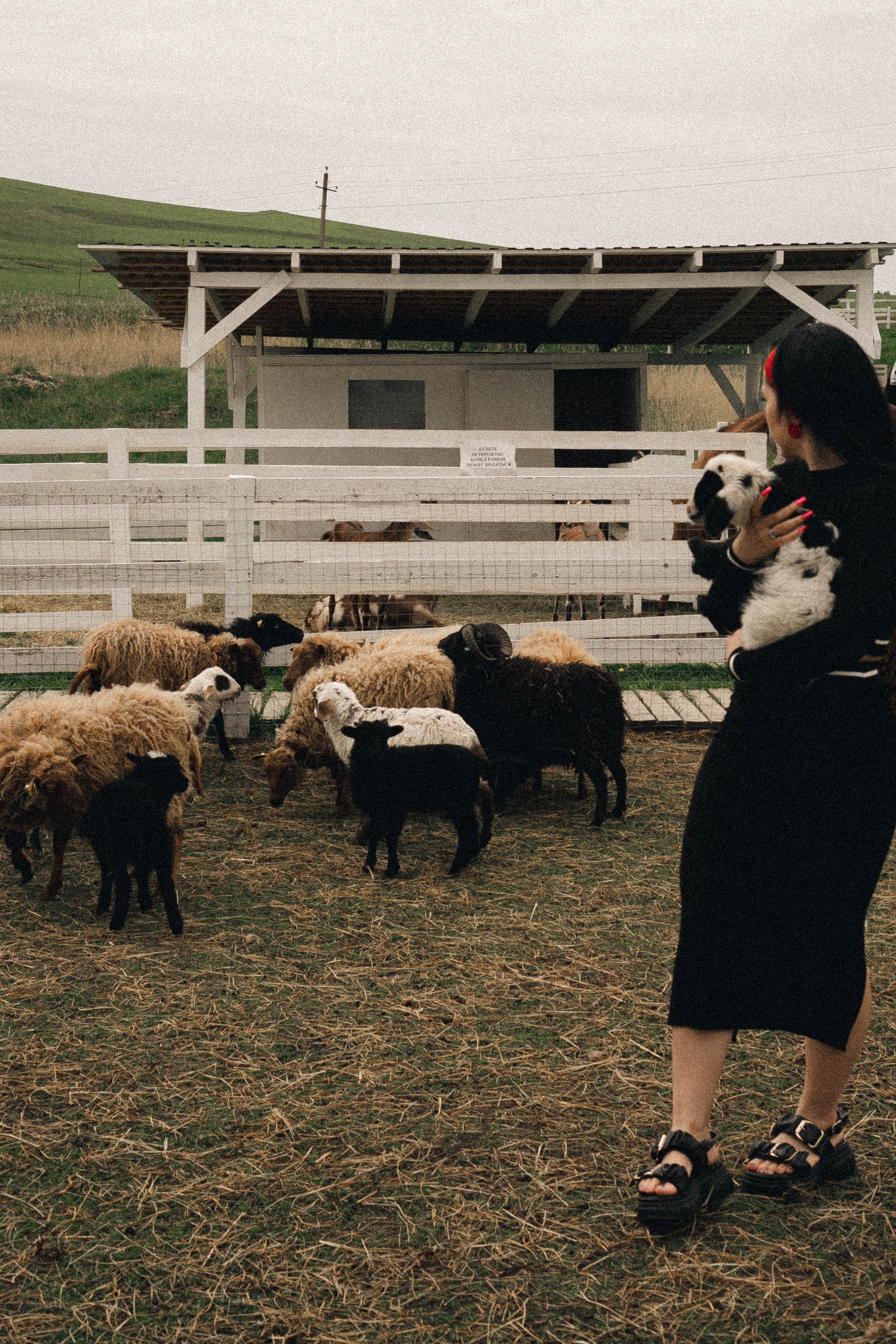 Ферма Альпак. Профессиональный фотограф, Санкт-Петербург — Виктория Богомолова
