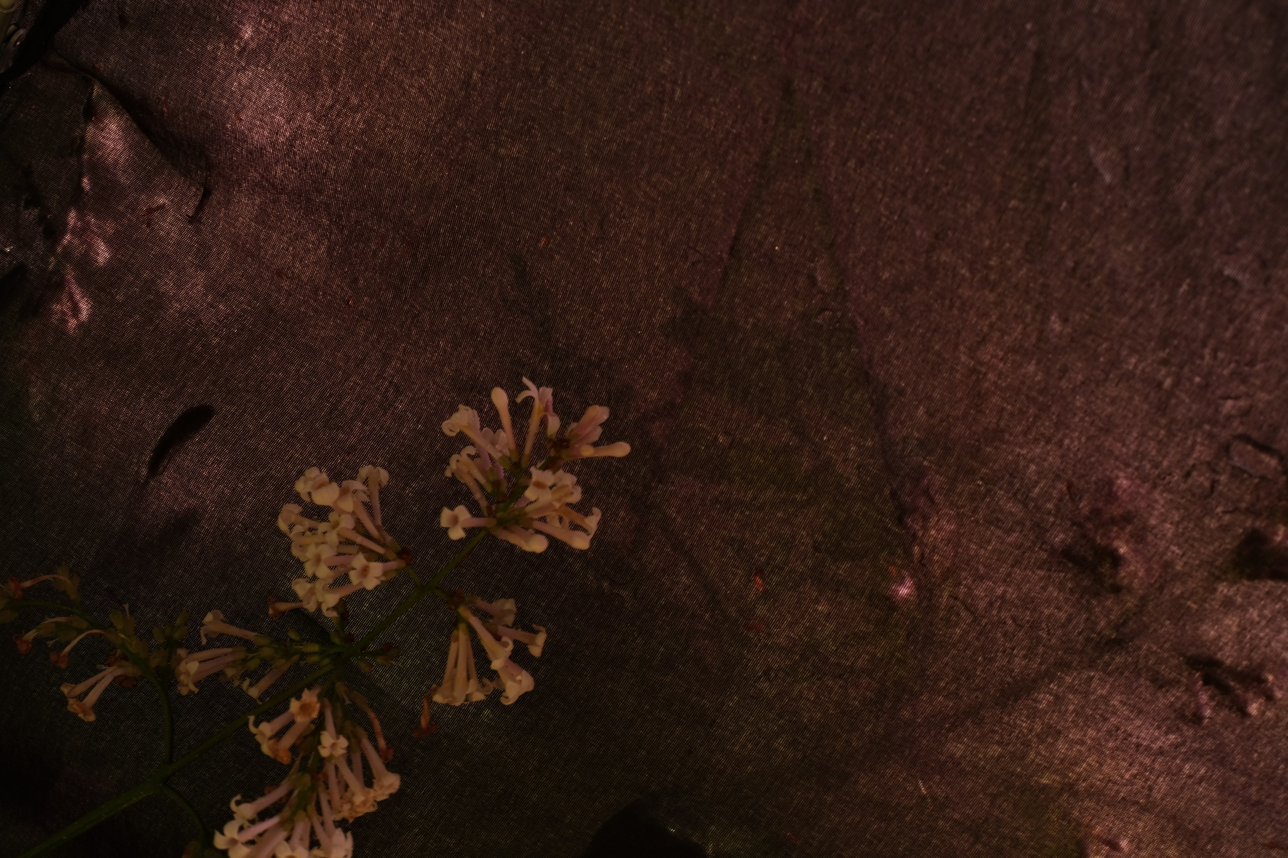 Цветочные принты. Фотограф Анна Чанаях