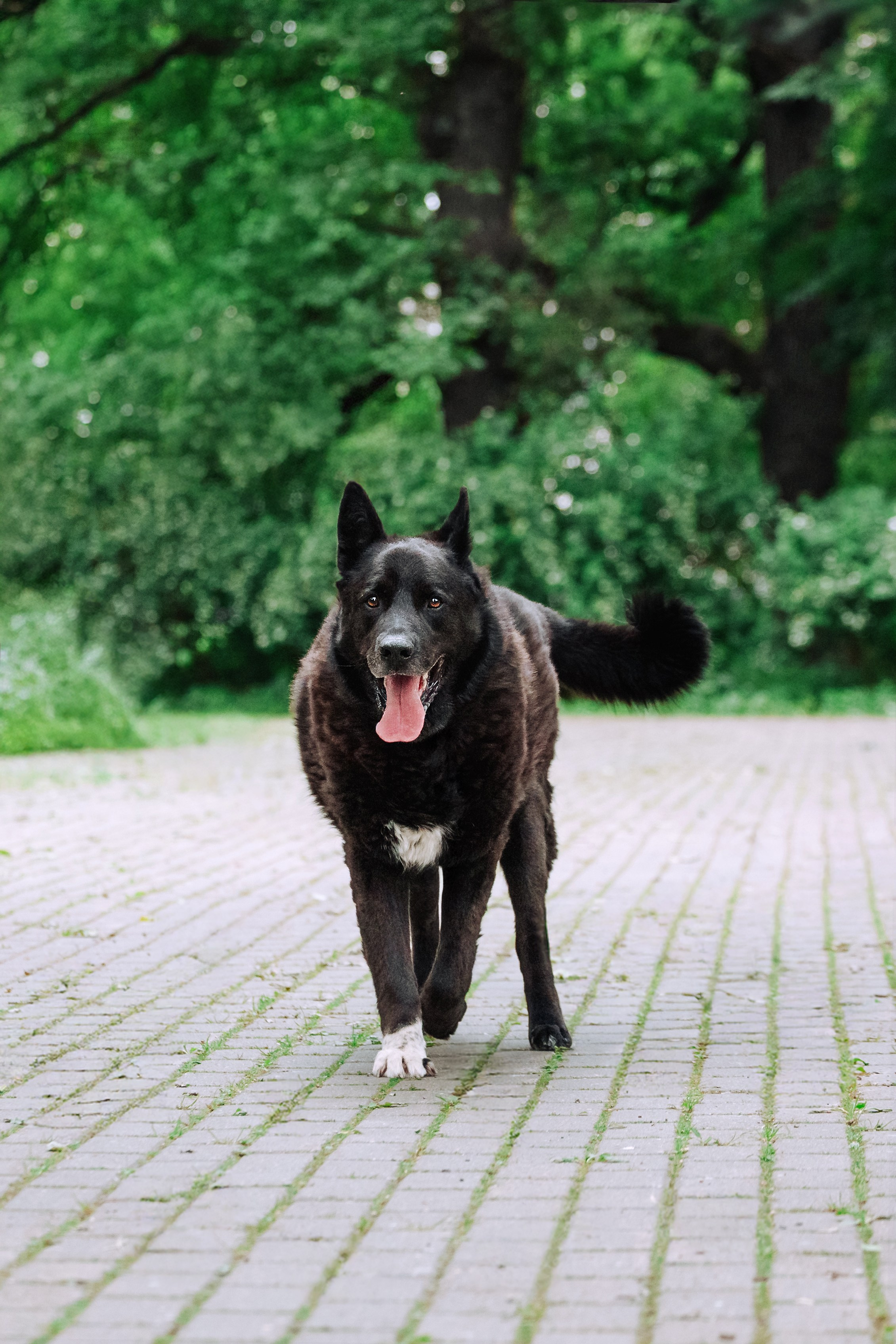 Собаки из приюта Дубовая роща лето 2025. Фотограф-анималист Татьяна Степанова