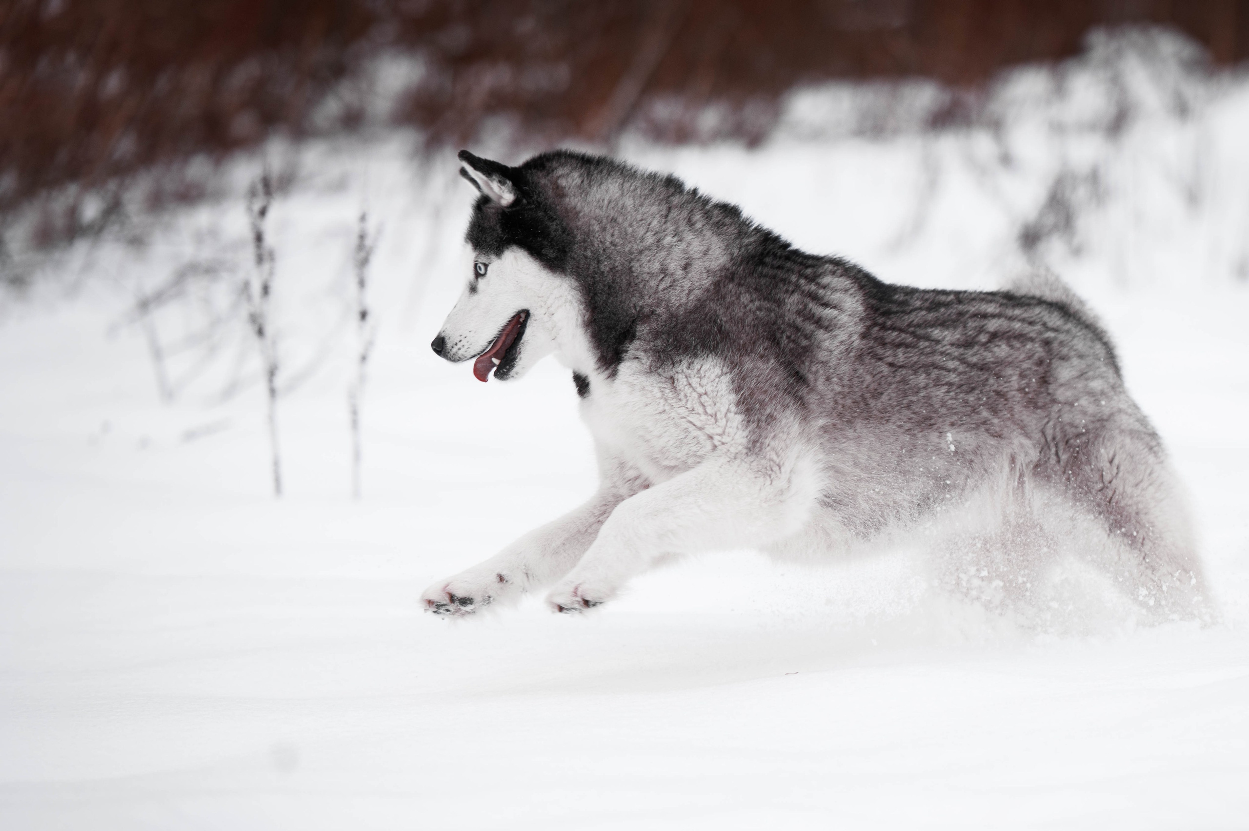 Шанель. Фотограф-анималист
