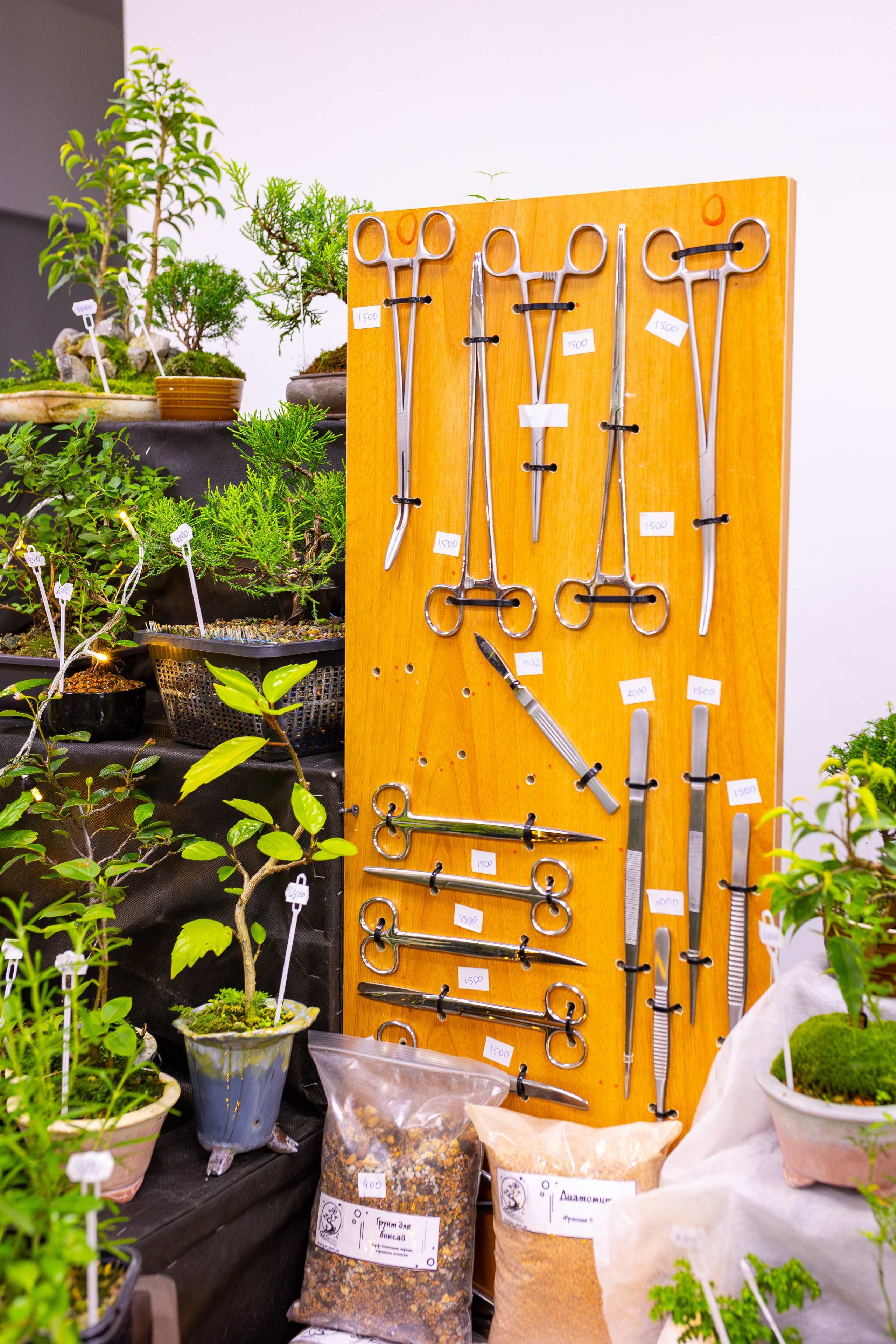 Орхидиум сентябрь 2025. Александра Куликова фотограф, Москва