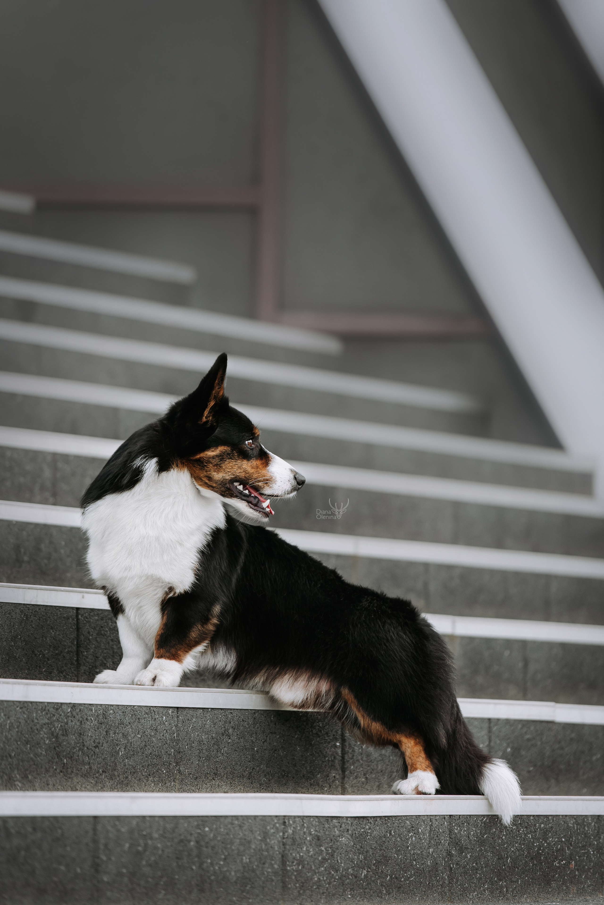 Собаки уличные. Фотограф Диана Оленина Красноярск / Братск