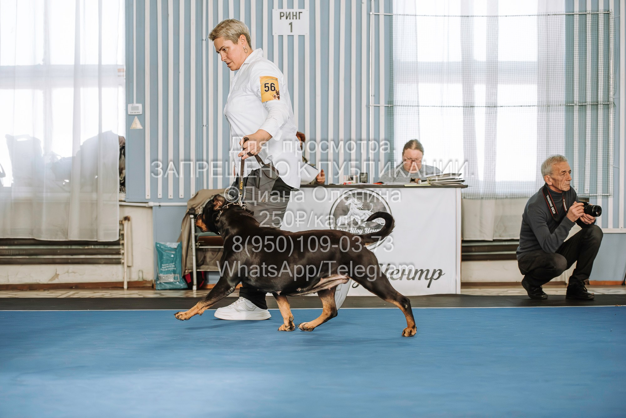 Выставка собак Красноярск 29.10.2023. Фотограф Диана Оленина Красноярск / Братск
