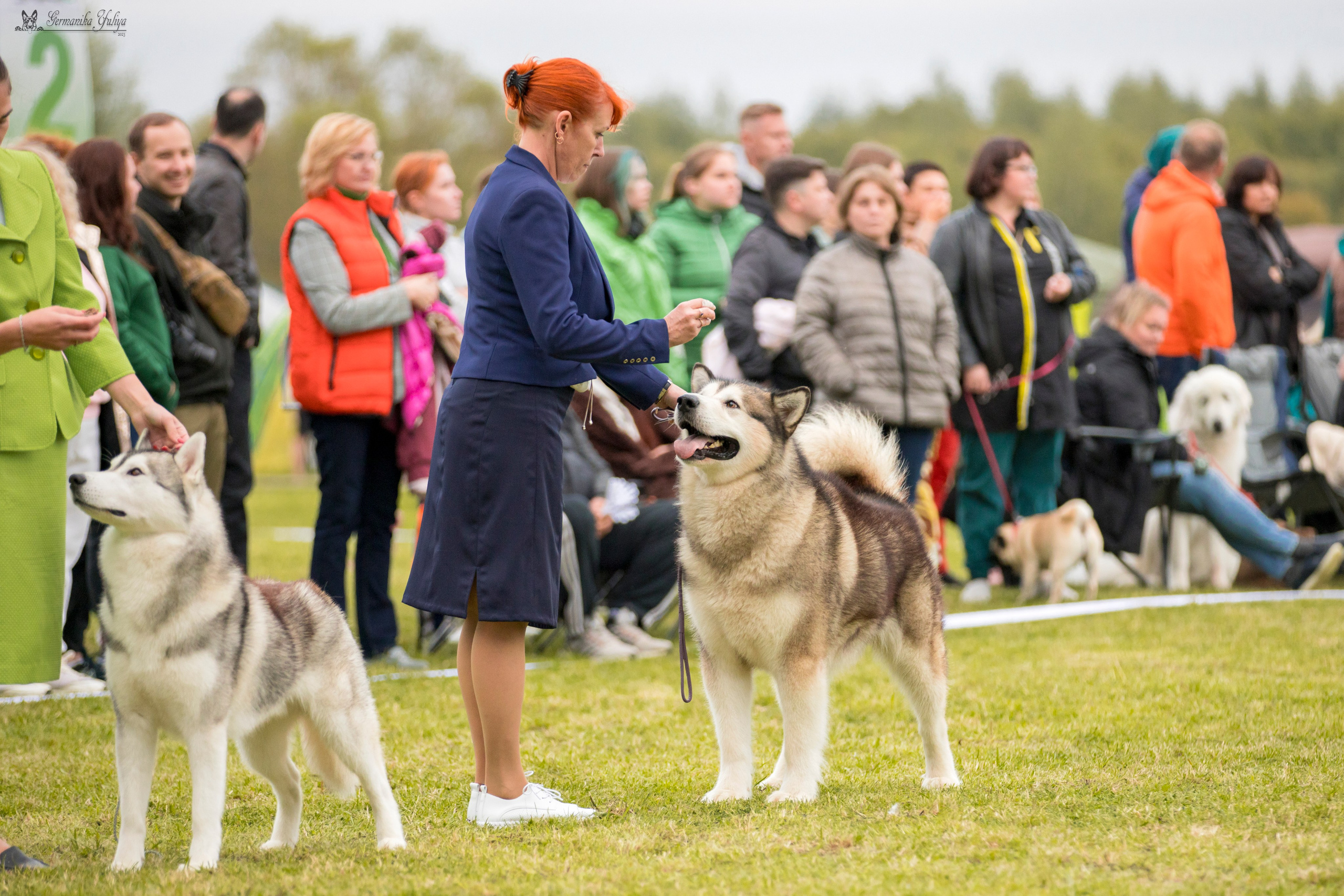 Переславль 9-10.09.2023. Фотограф-анималист Юлия Германика