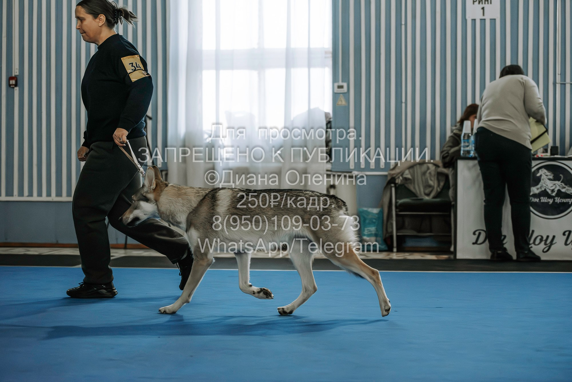 Выставка собак Красноярск 29.10.2023. Фотограф Диана Оленина Красноярск / Братск