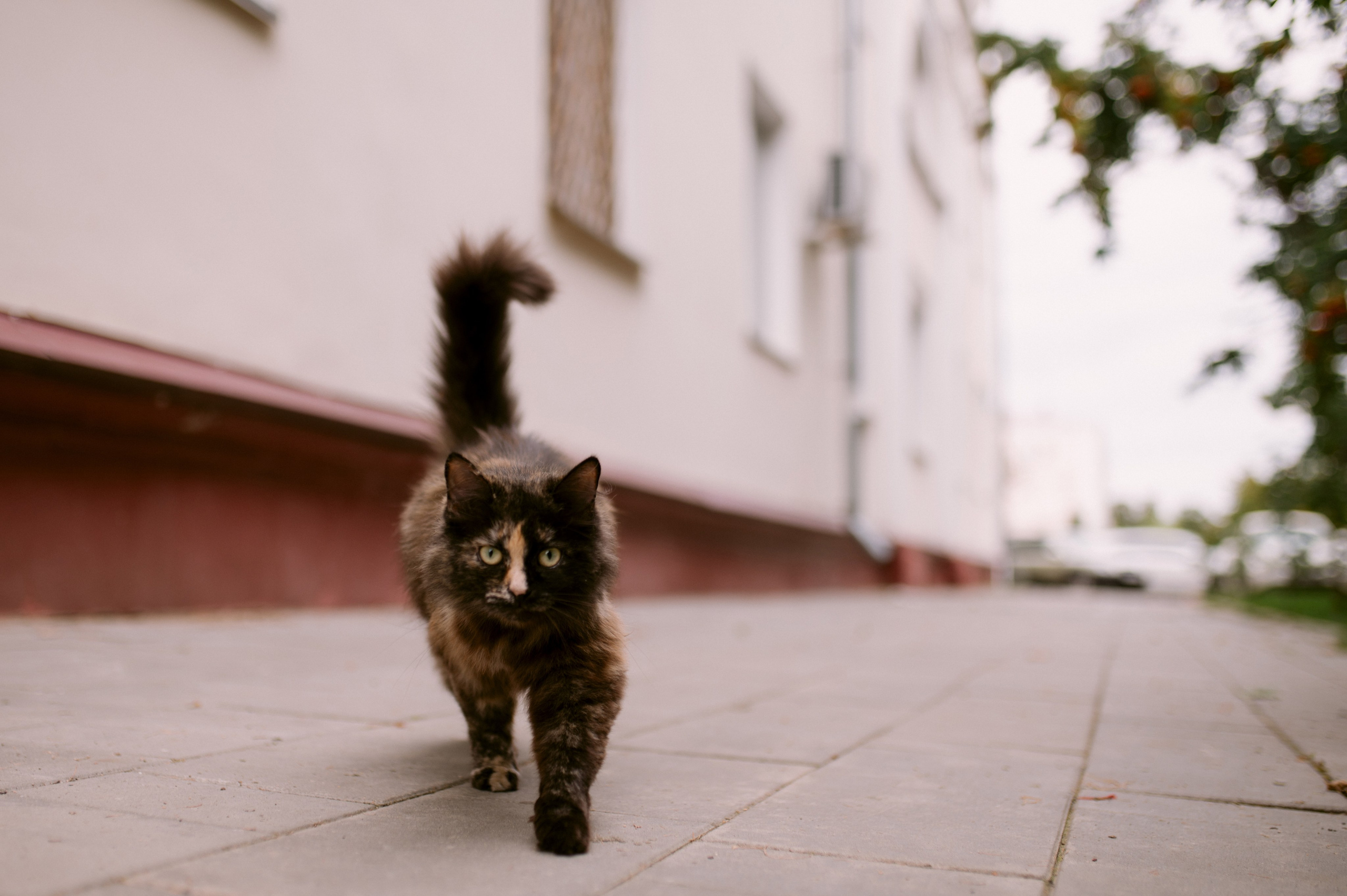 Павел + Евангелина. Свадебный фотограф в Тамбове Валерий Тихов