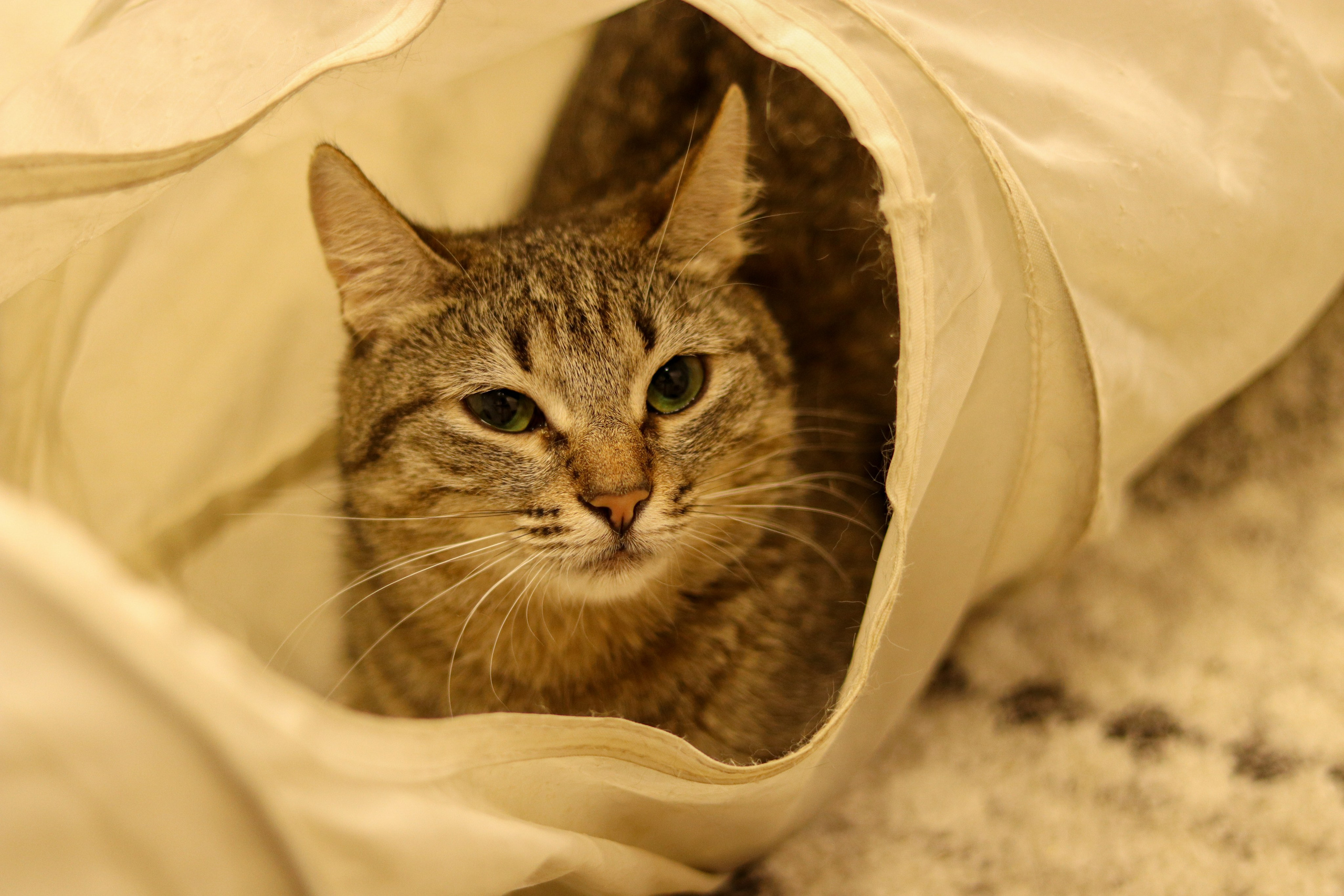 Петербургский дом кота (27 июня 2024). Ивентный фотограф в Санкт-Петербурге Олег Комков