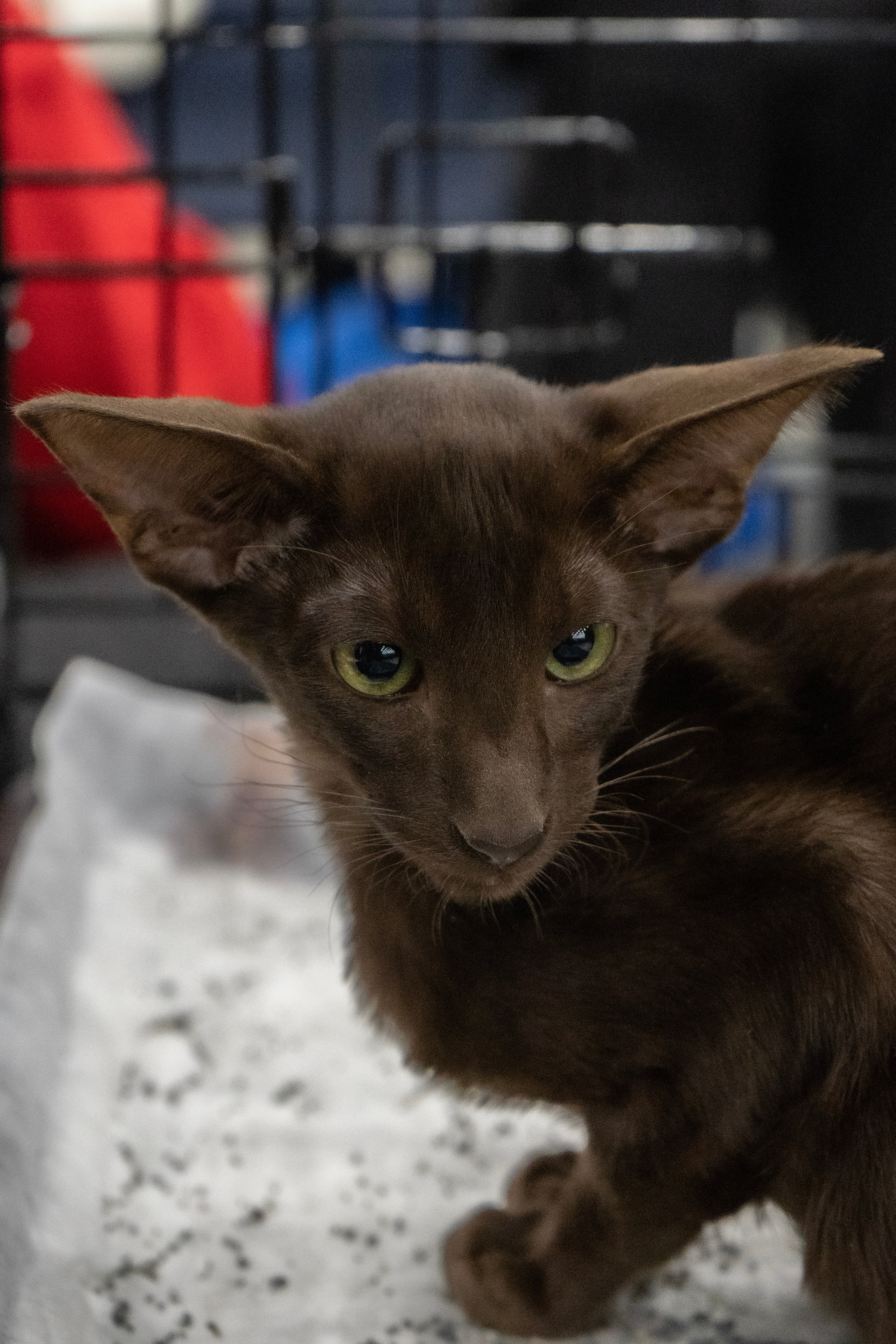 Фотосессии Пушистиков. Фотограф в Санкт-Петербурге Виктория Барышникова