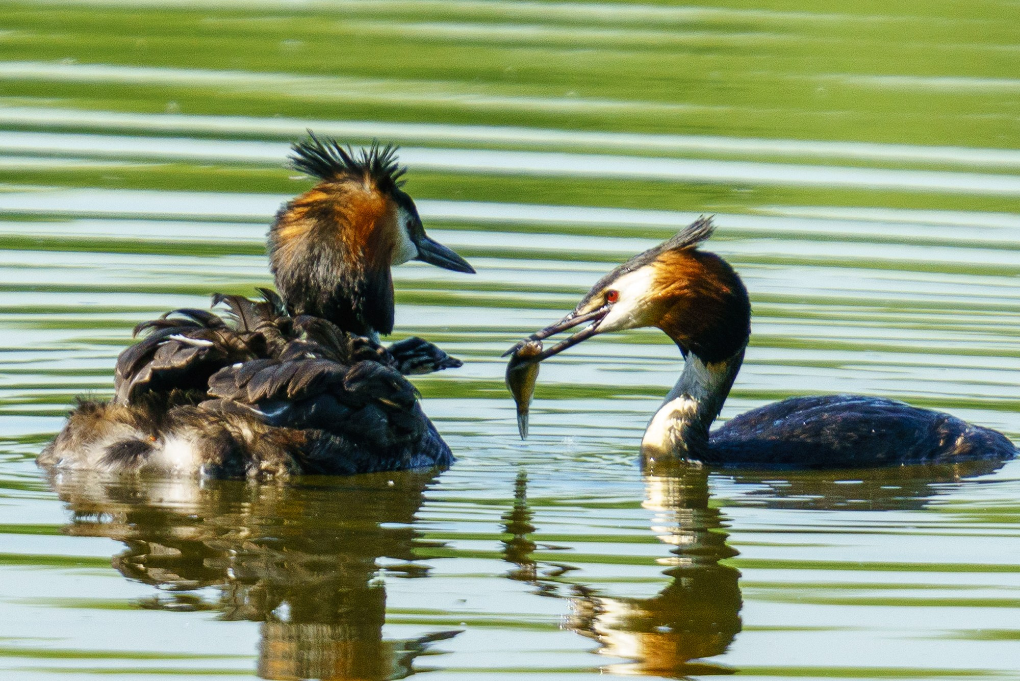 Удивительные мир птиц. Вокруг нас столько прекрасного — присмотритесь!. Ваш личный фотограф Марина Волкова
